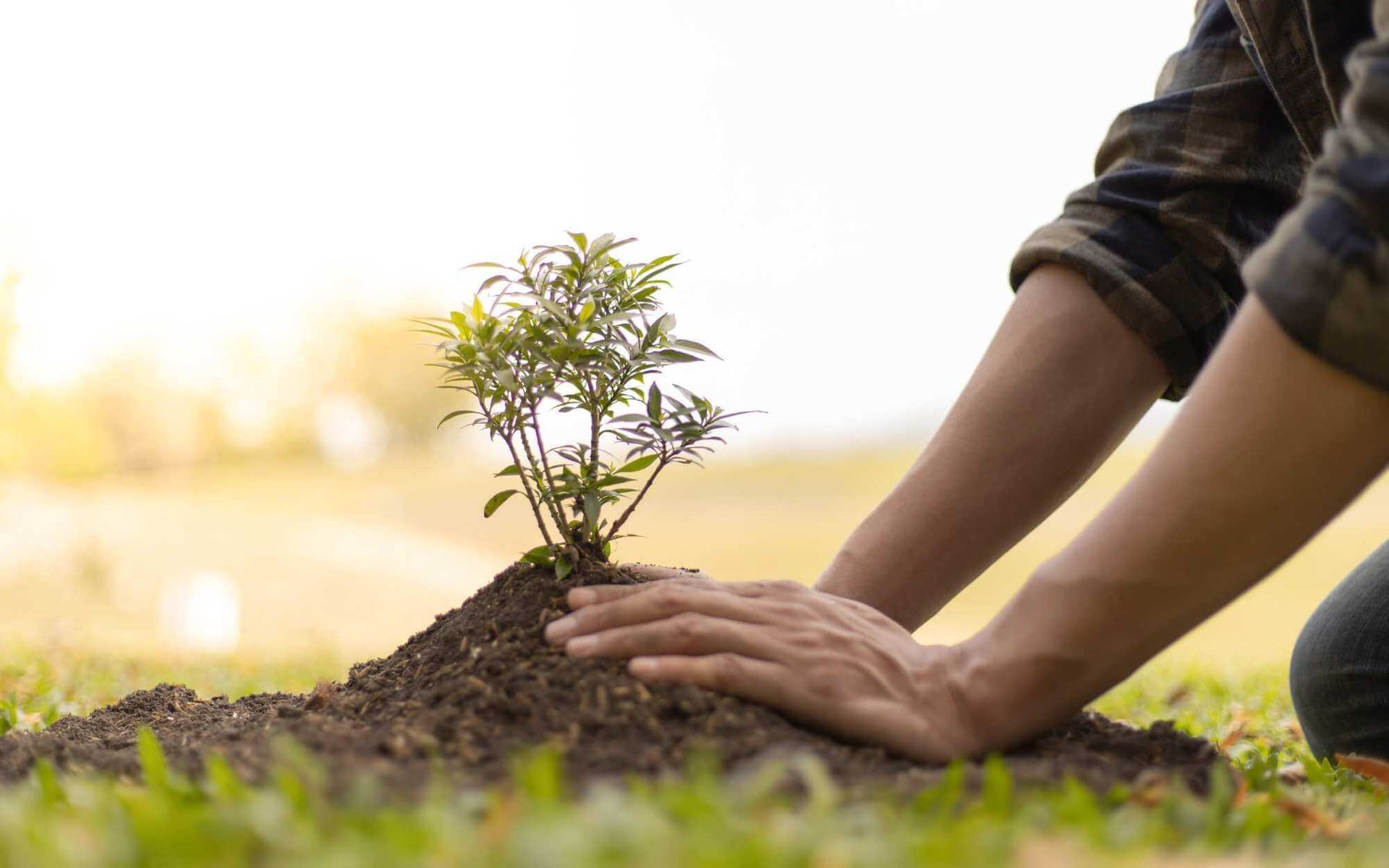 putting  mulch around the newly planted tree