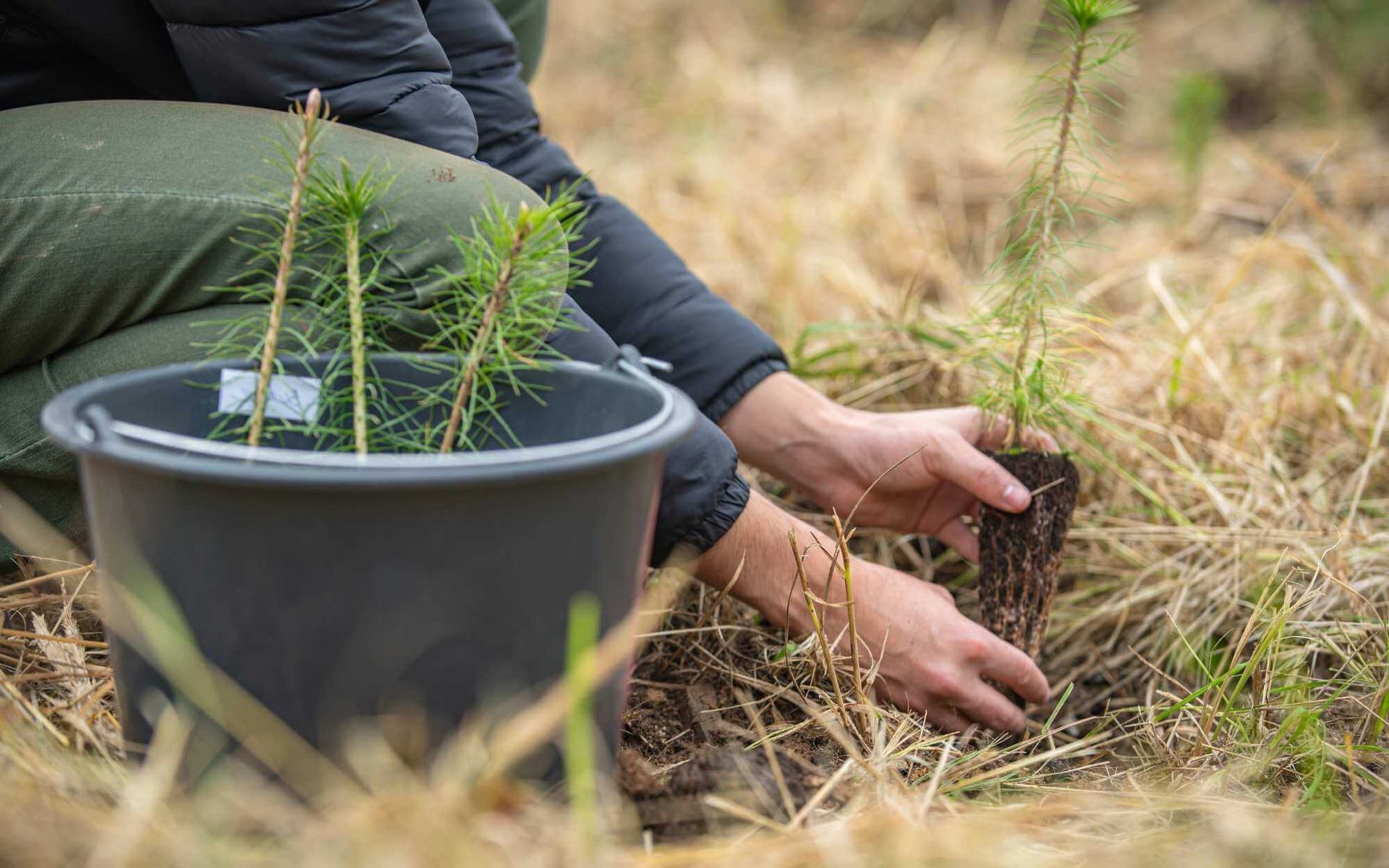 Planting in South Florida: Climate-Specific Tree Guidelines