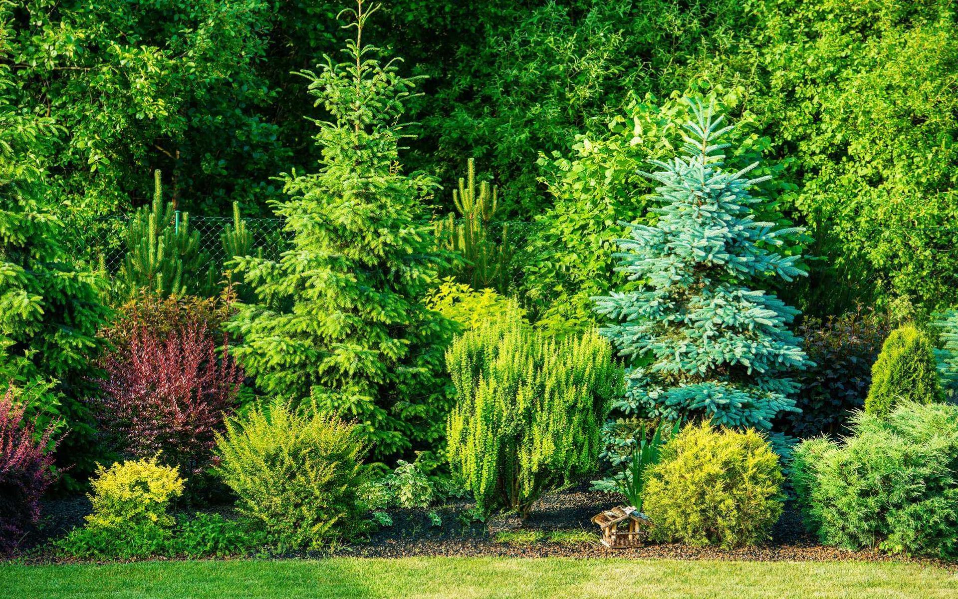 various tree species are planted in the backyard to create a unique landscape that boosts property value