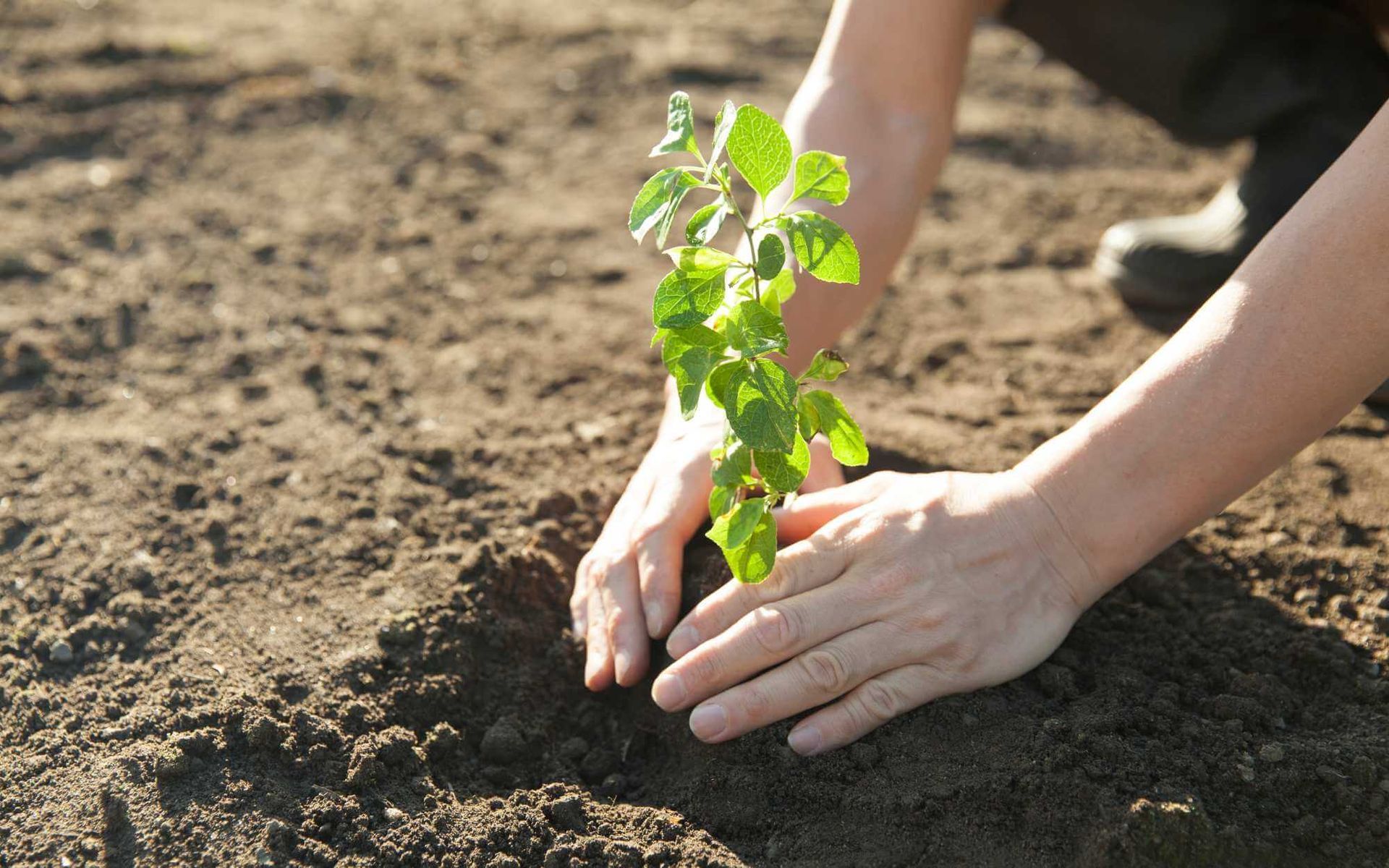 South Florida tree planting