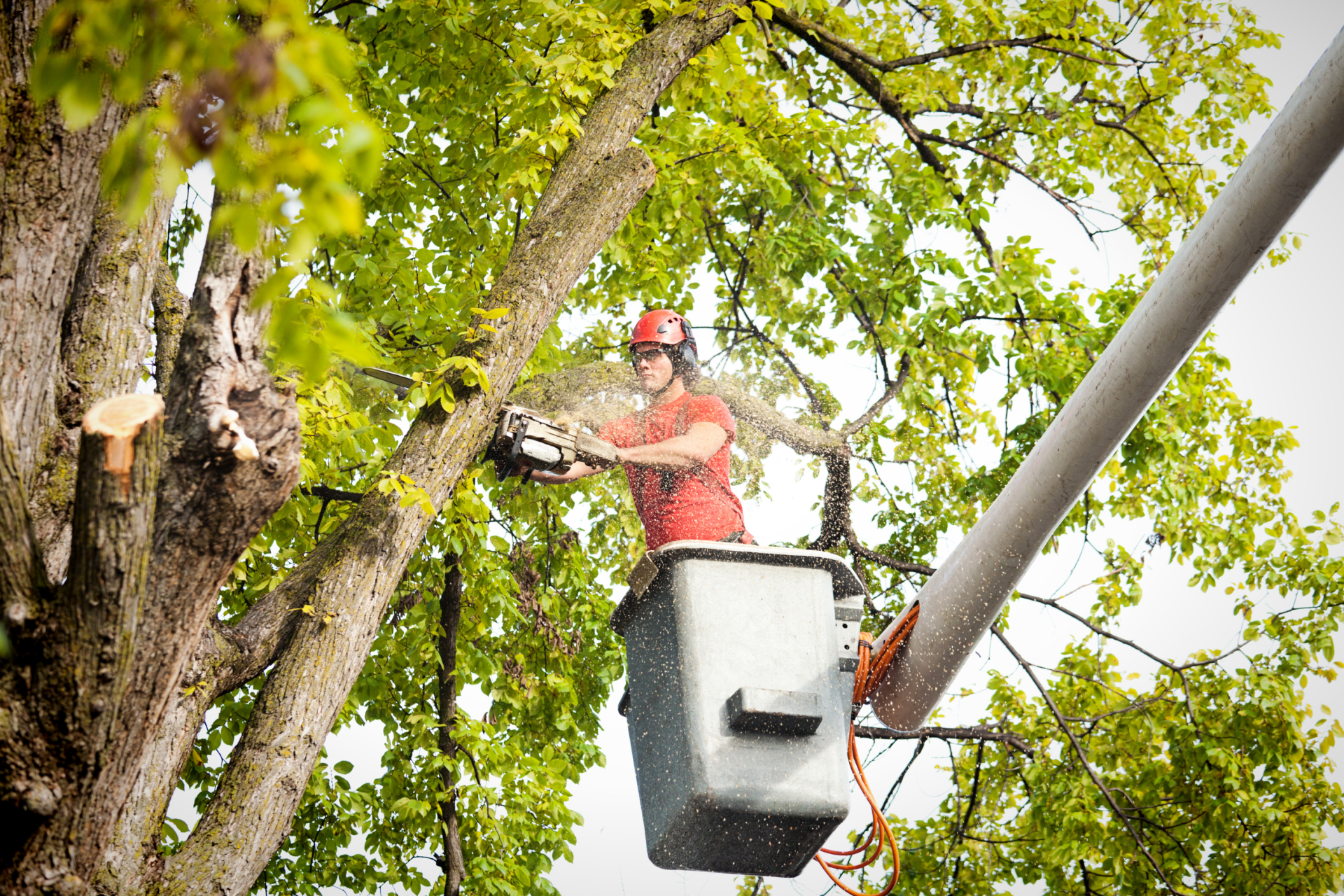 Lighthouse point arborist in tree removing limbs for a tree trimming service