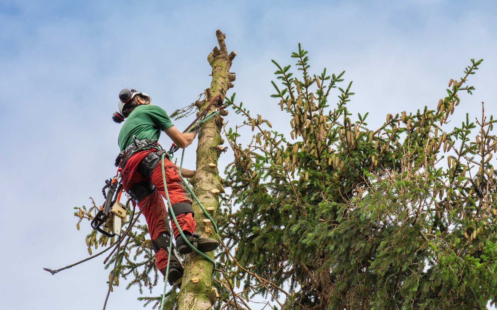 Tree Removal Essentials: Identifying When You Need a Permit