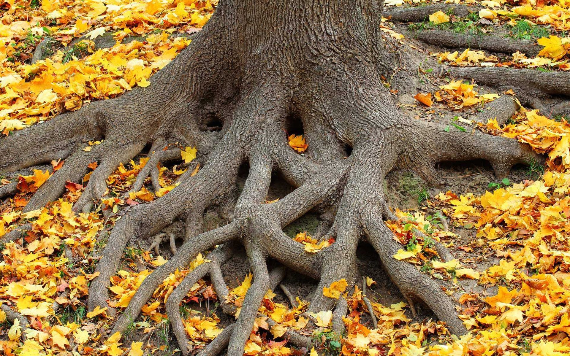 Maintaining Strong Tree Roots for Stability and Longevity