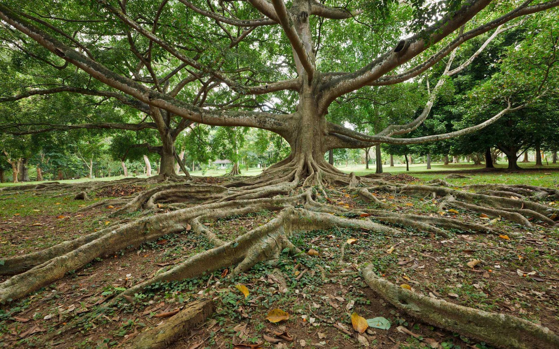 trees with strong and deep roots