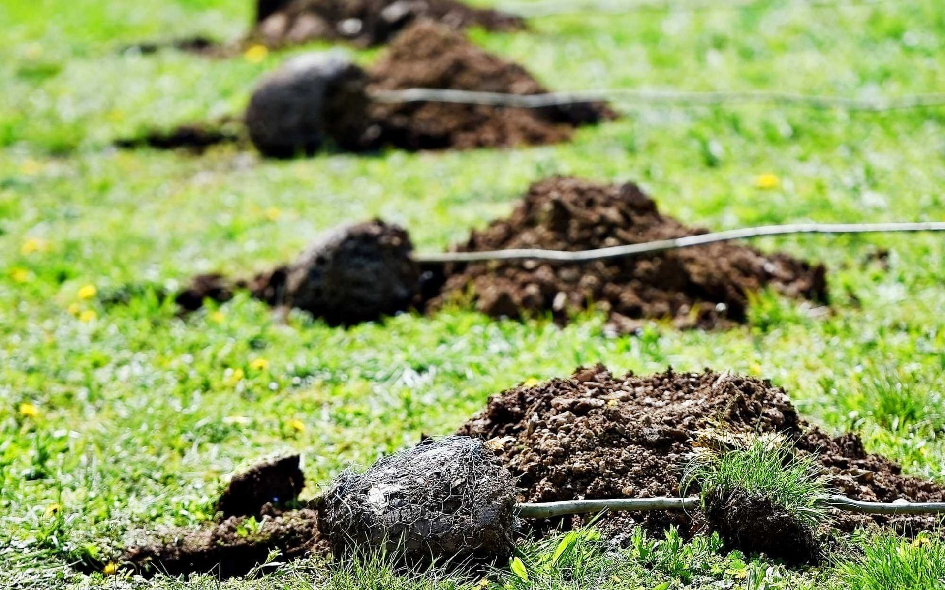 planting holes with tree plants on the side ready to be planted