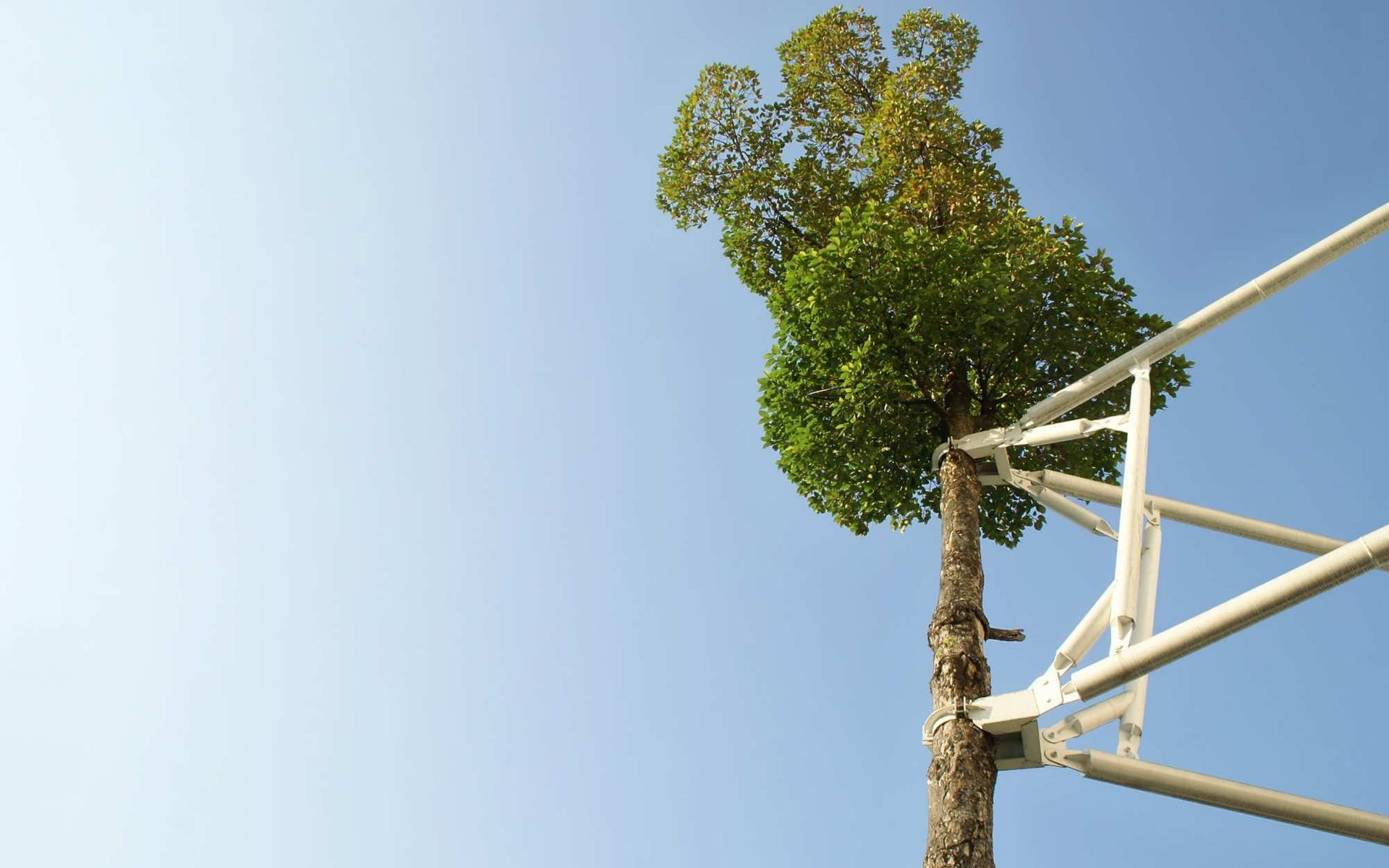 bracing technique to preserve trees