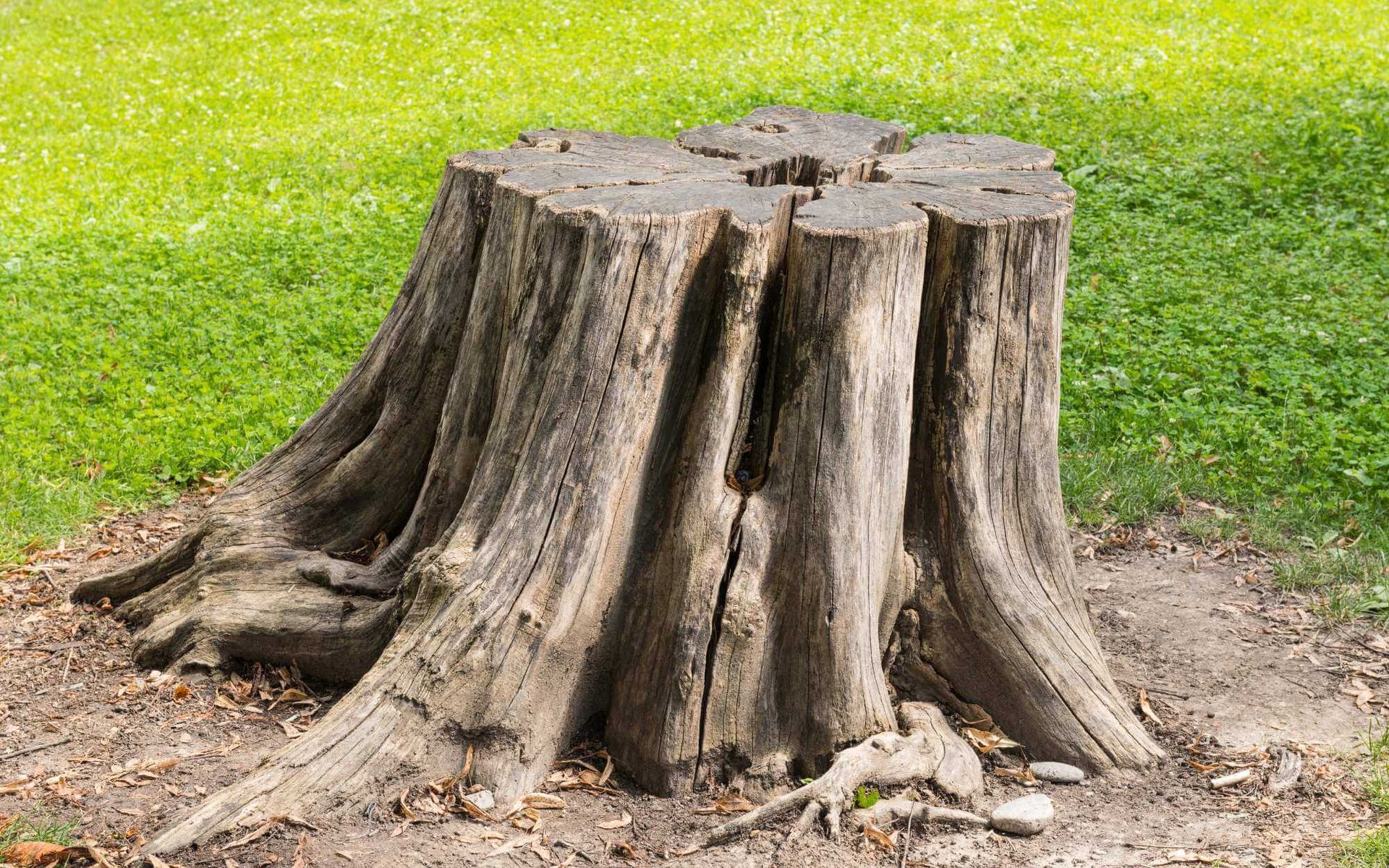 chemical-free stump removal is infused in this tree stump