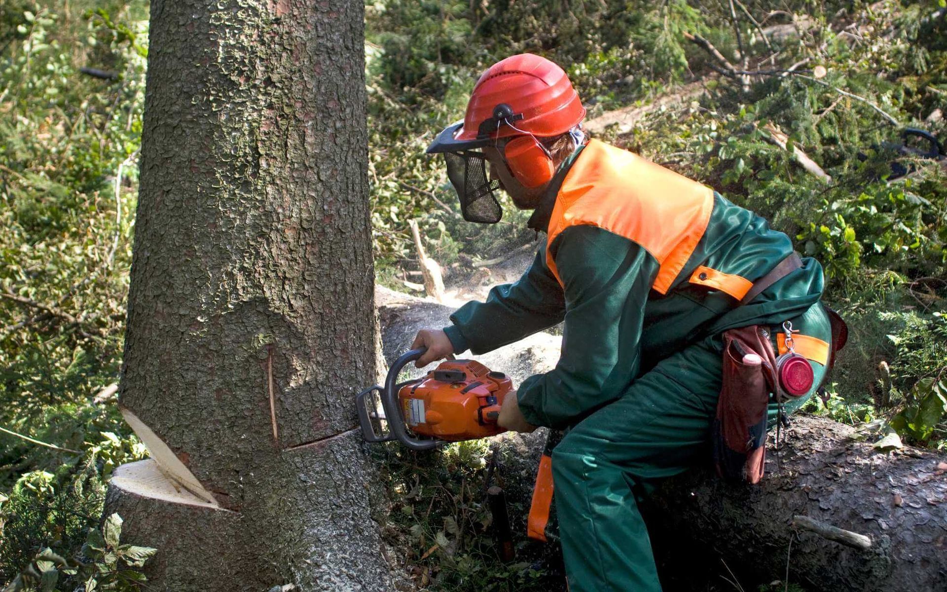 tree surgeon cutting a large tree using a chainsaw