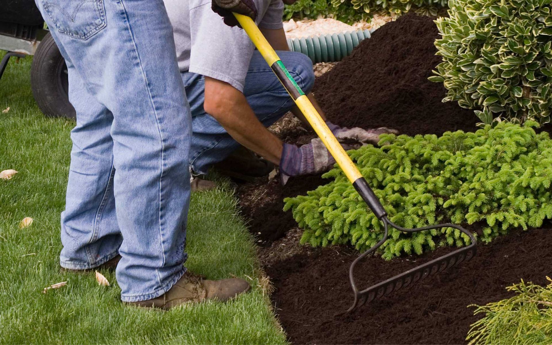 Tree Care Mastery: Mulching Tips for Fortifying Trees