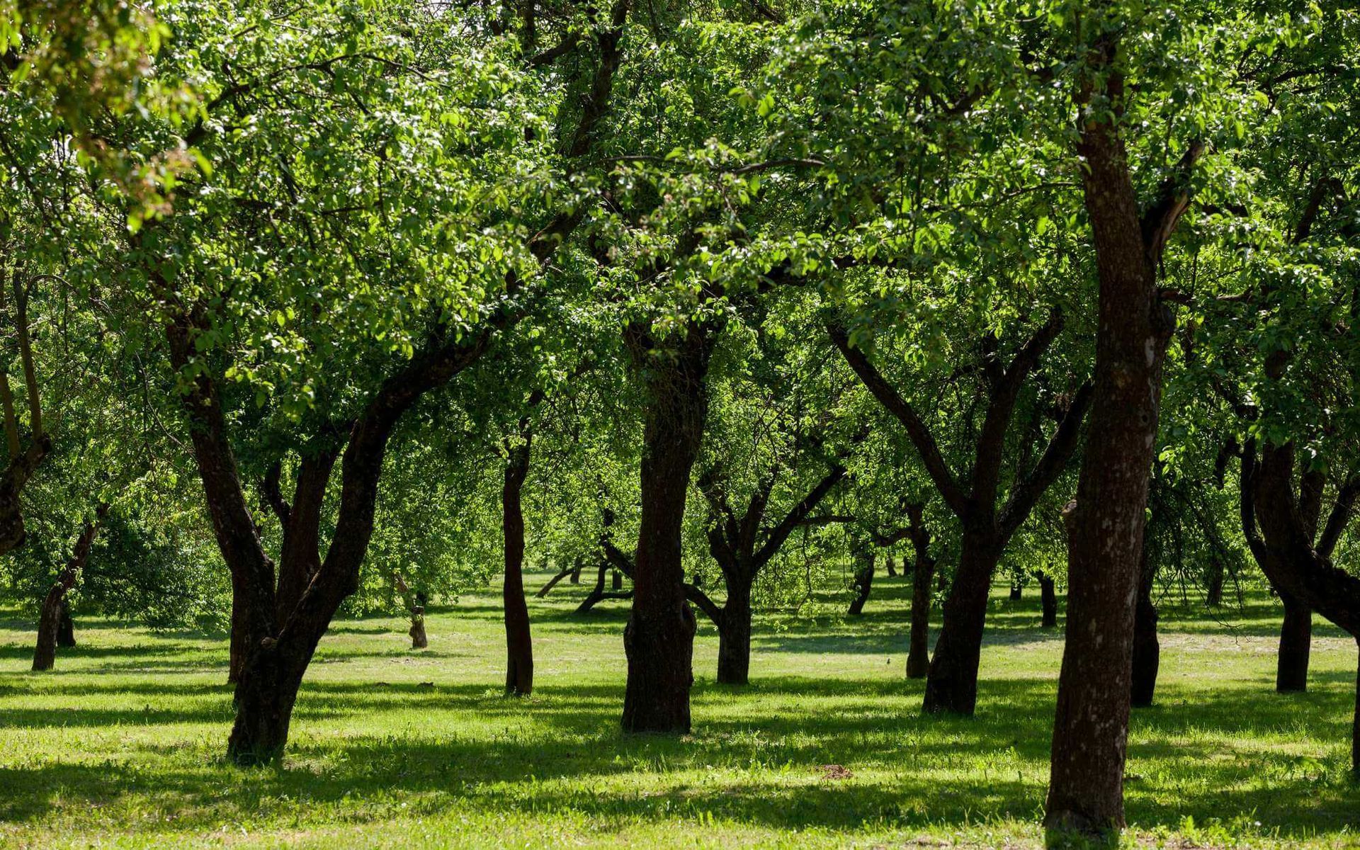 Breathe Easy: Tree Planting for Environmental Conservation