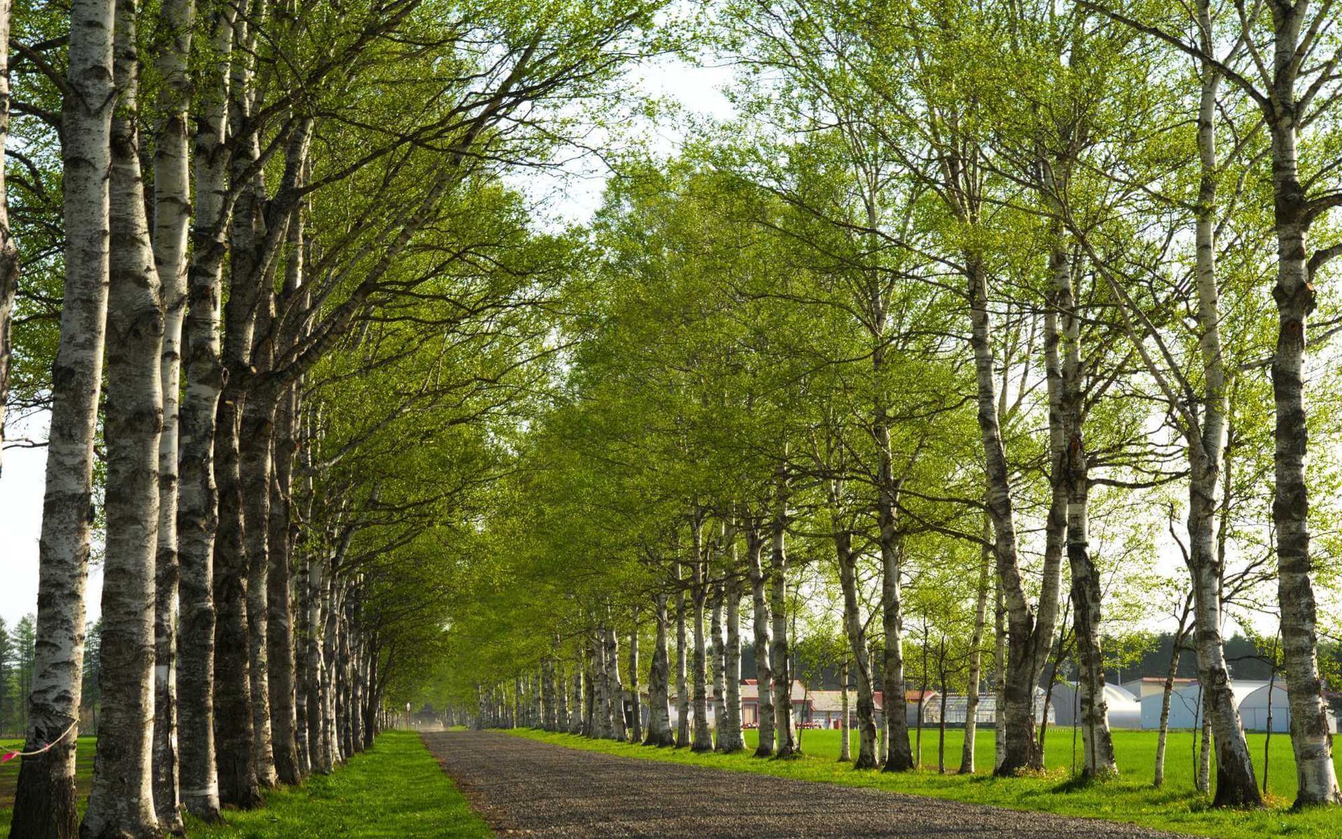 Strategies for Balancing Urban Growth and Tree Preservation