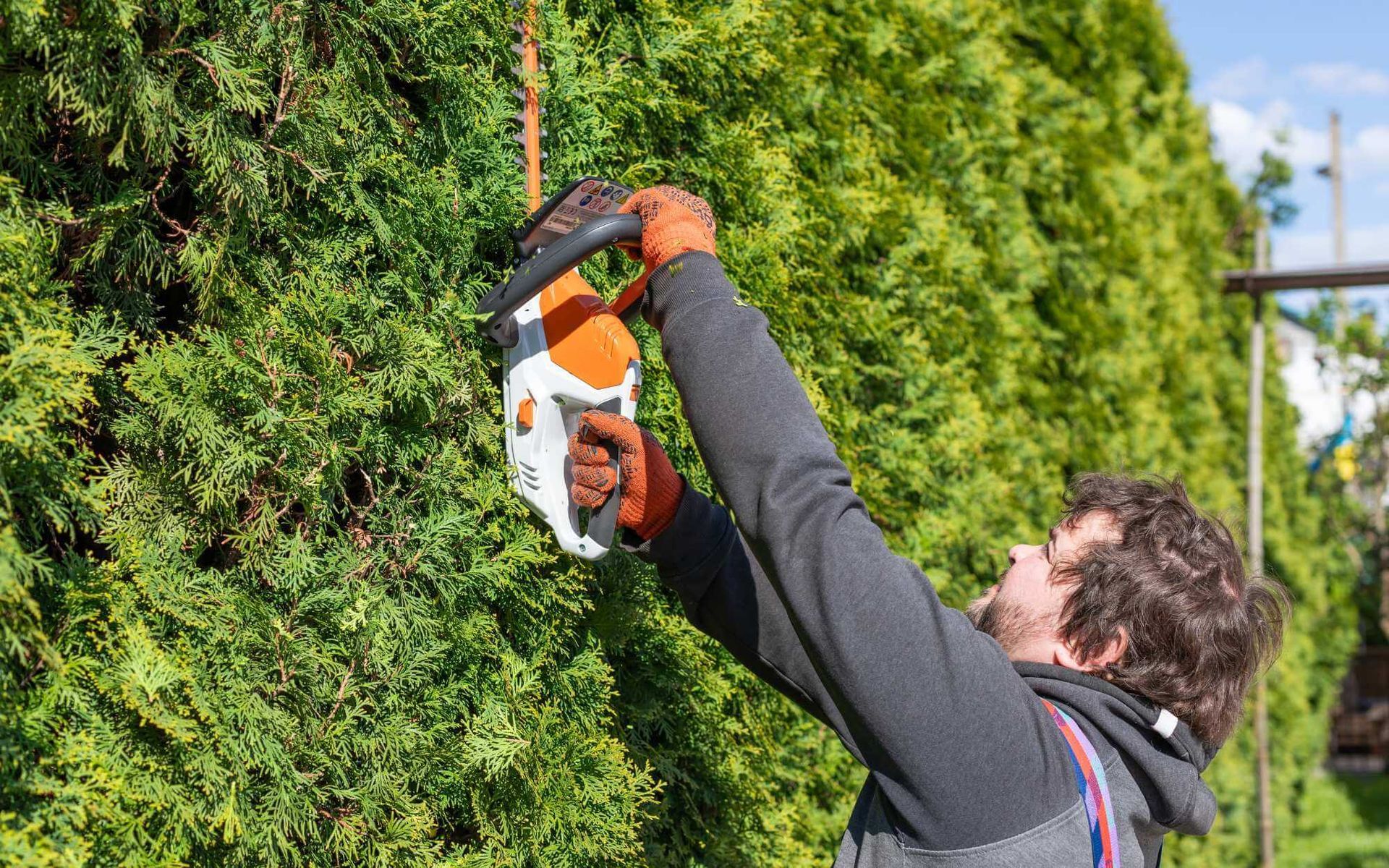 professional tree thinning service in Boca Raton