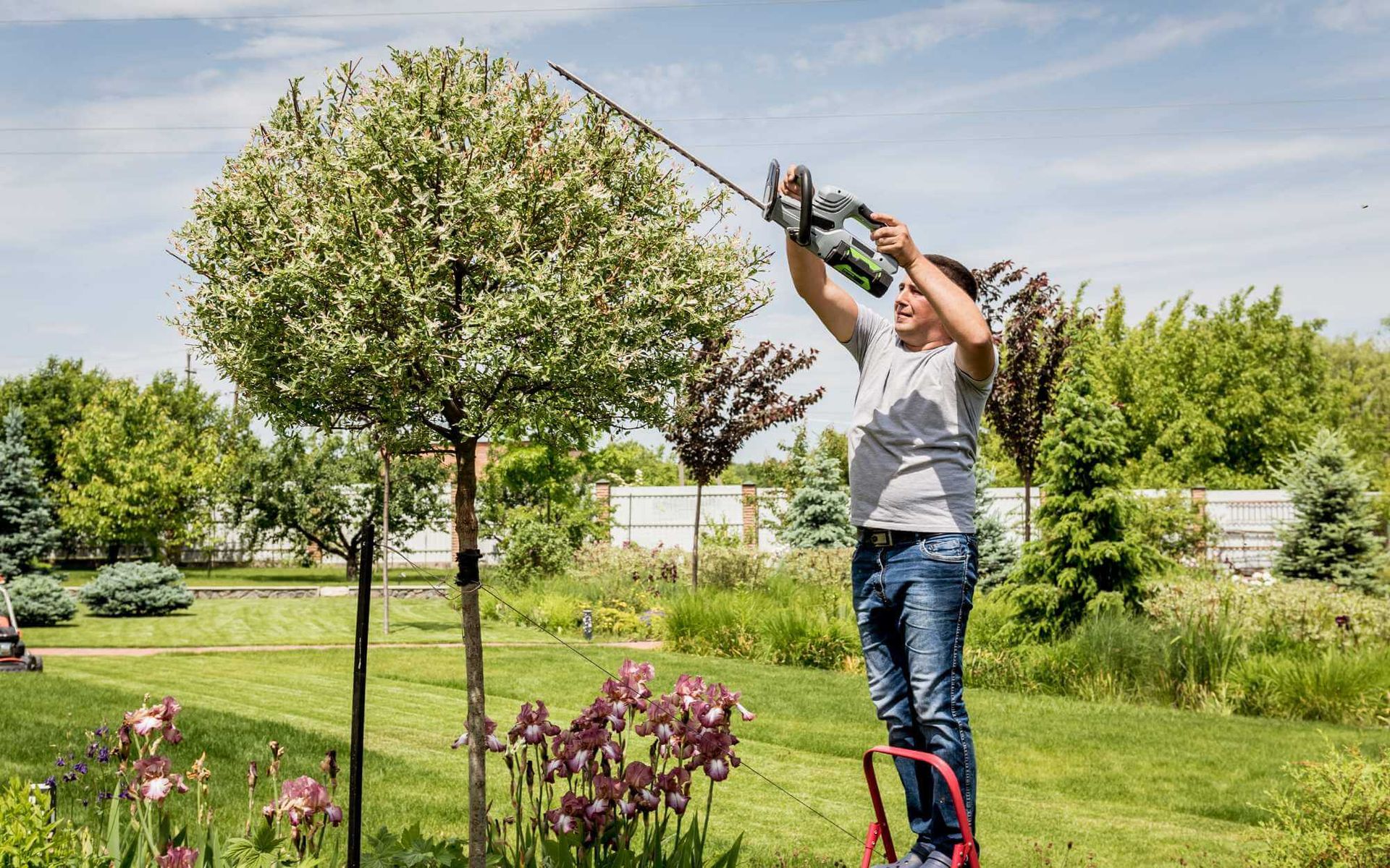 A hedge trimmer is being used by a Real Tree Team expert to prune hedges and bushes