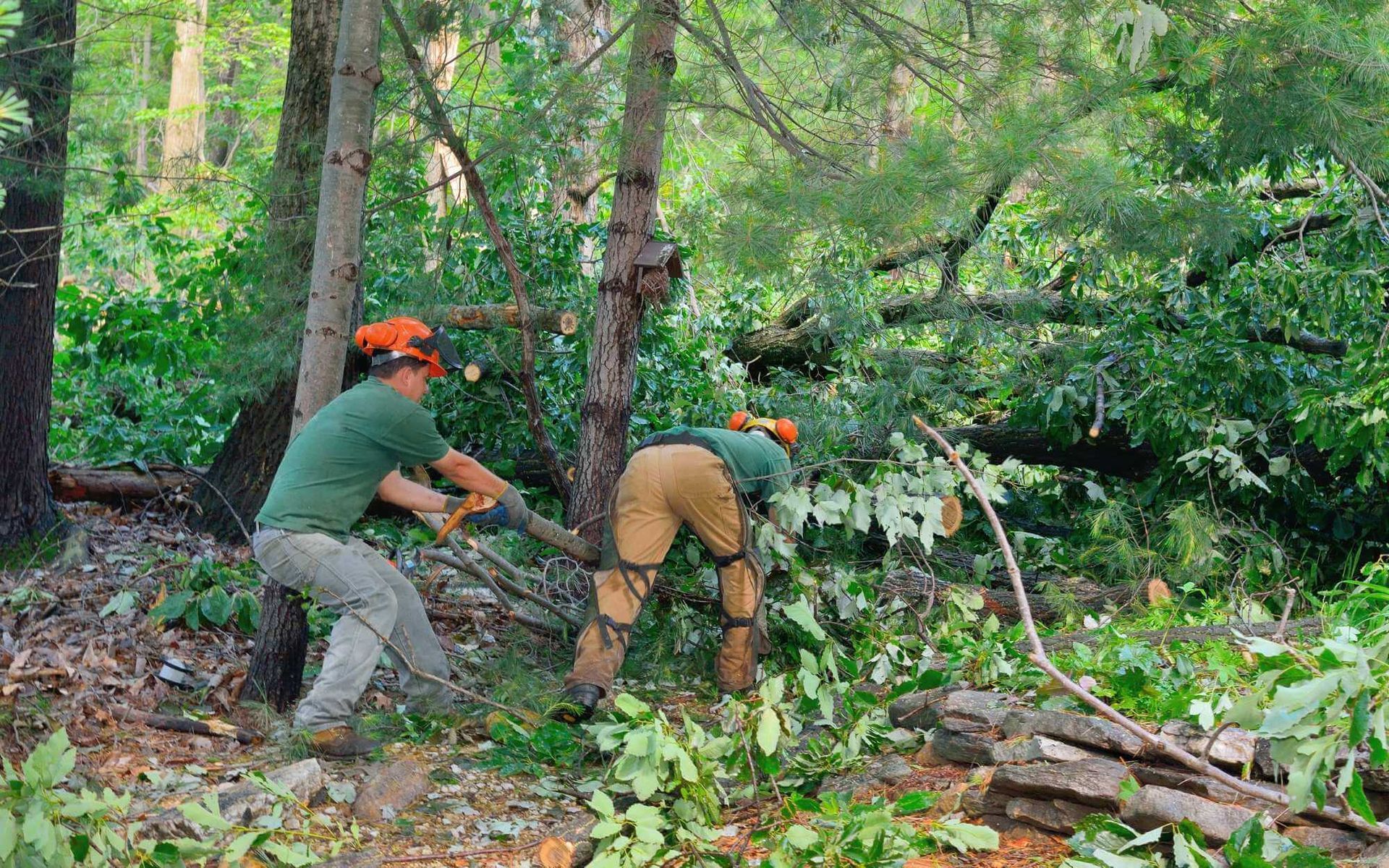 storm debris removal