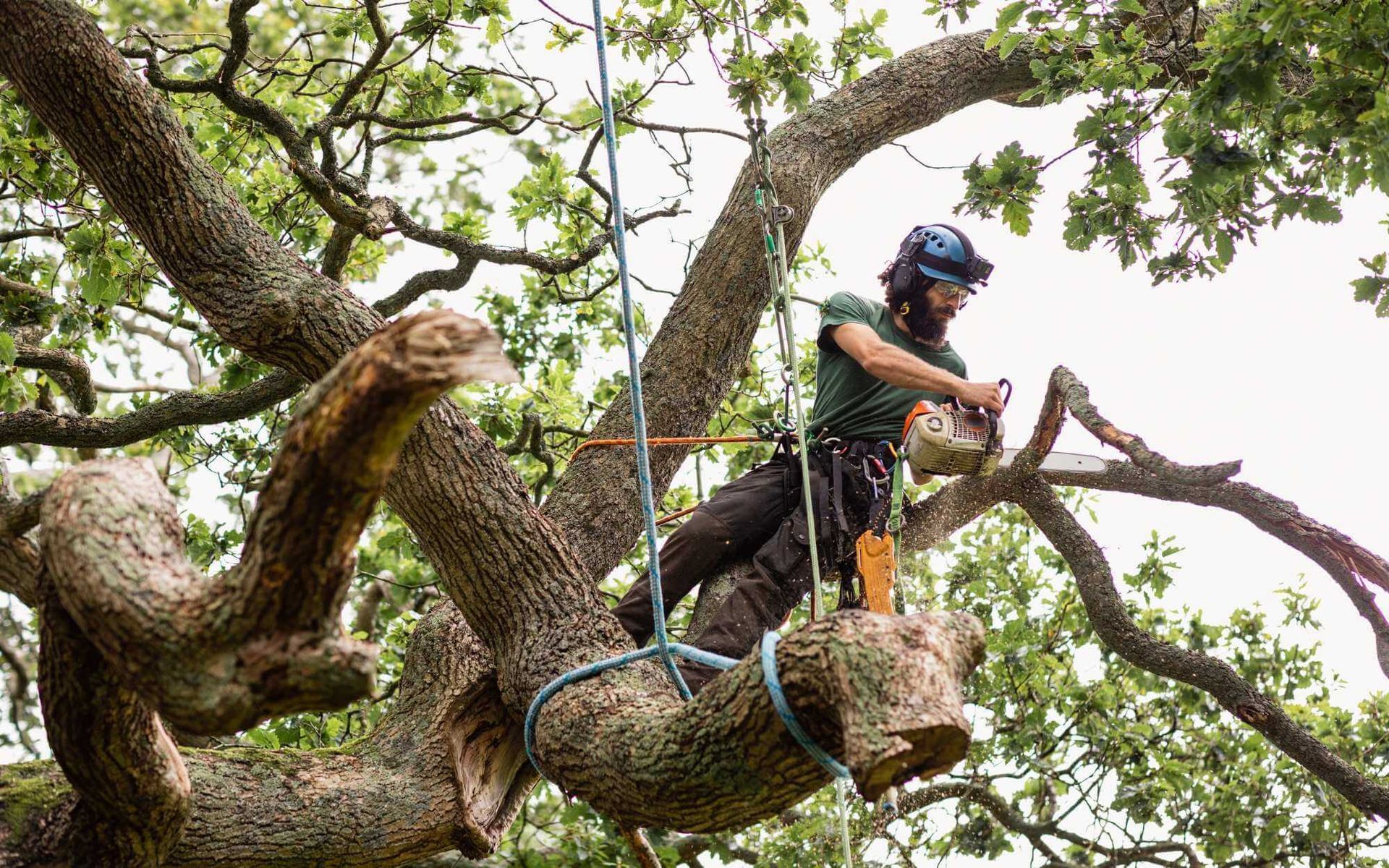 certified arborist removing a tree piece by piece