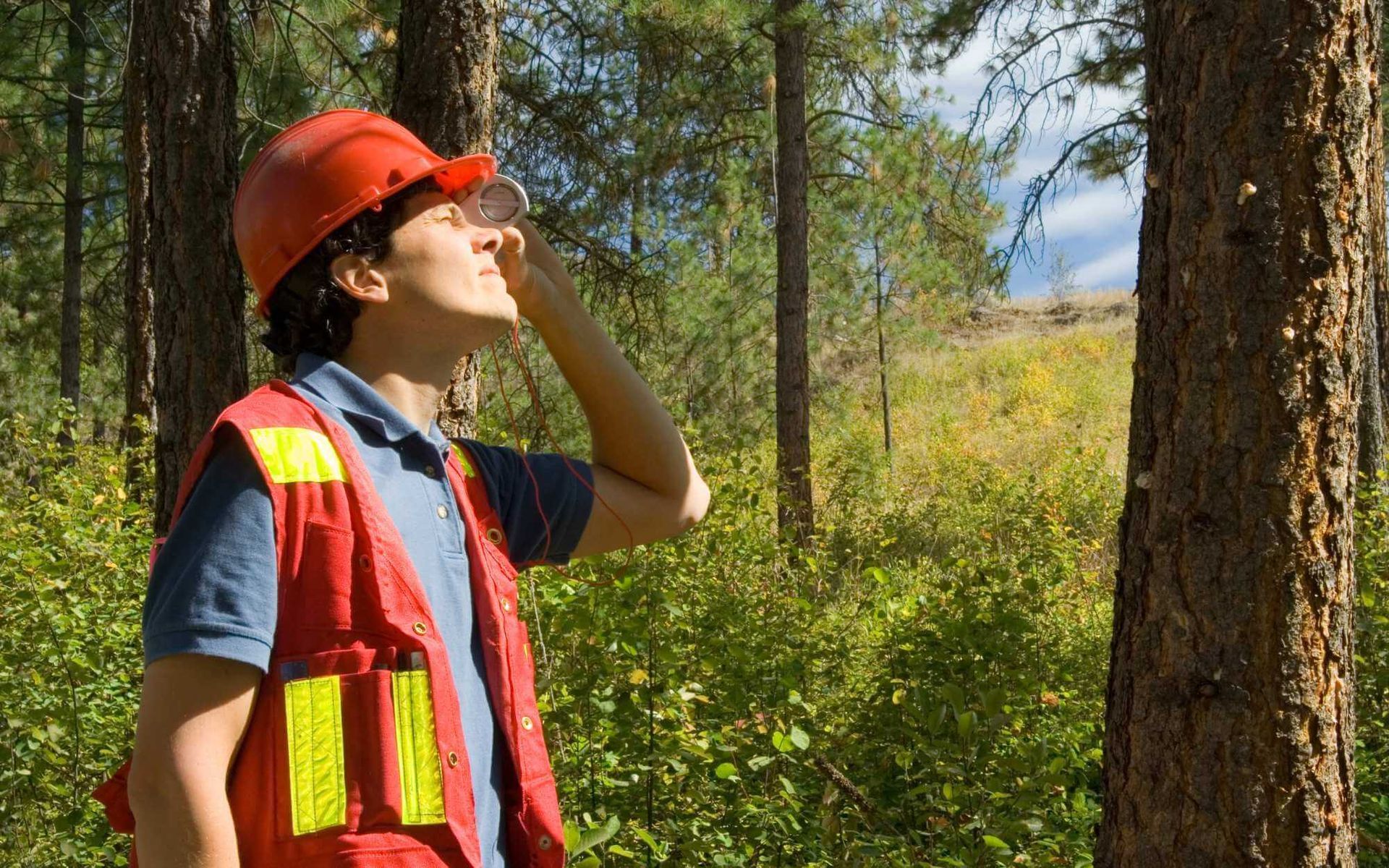 What to Expect from Expert Tree Risk Assessment Services