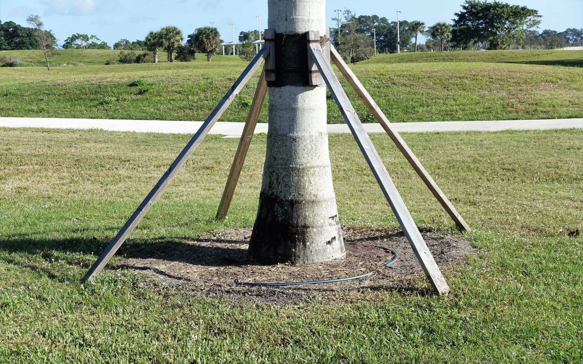 bracing a palm tree with wood