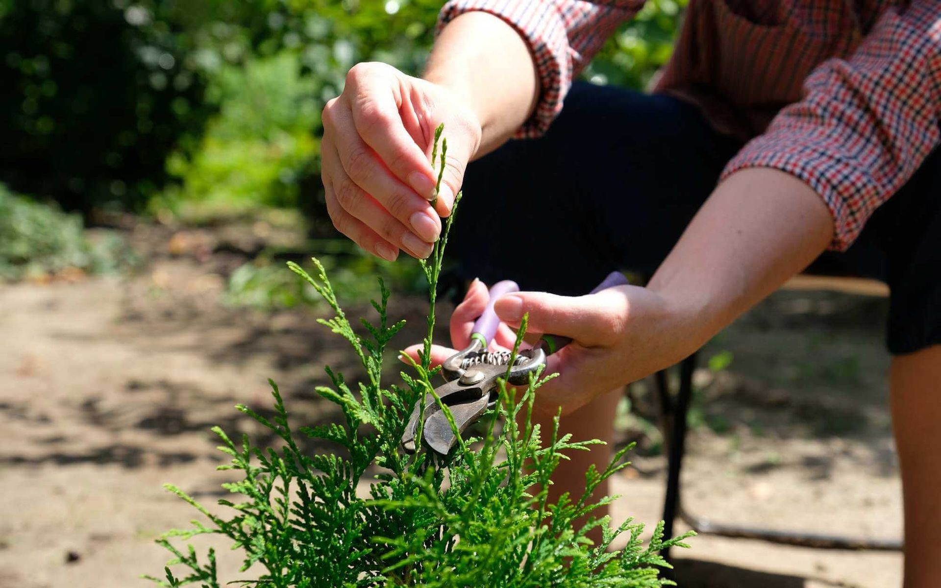 gardener pruning a young thuja tree