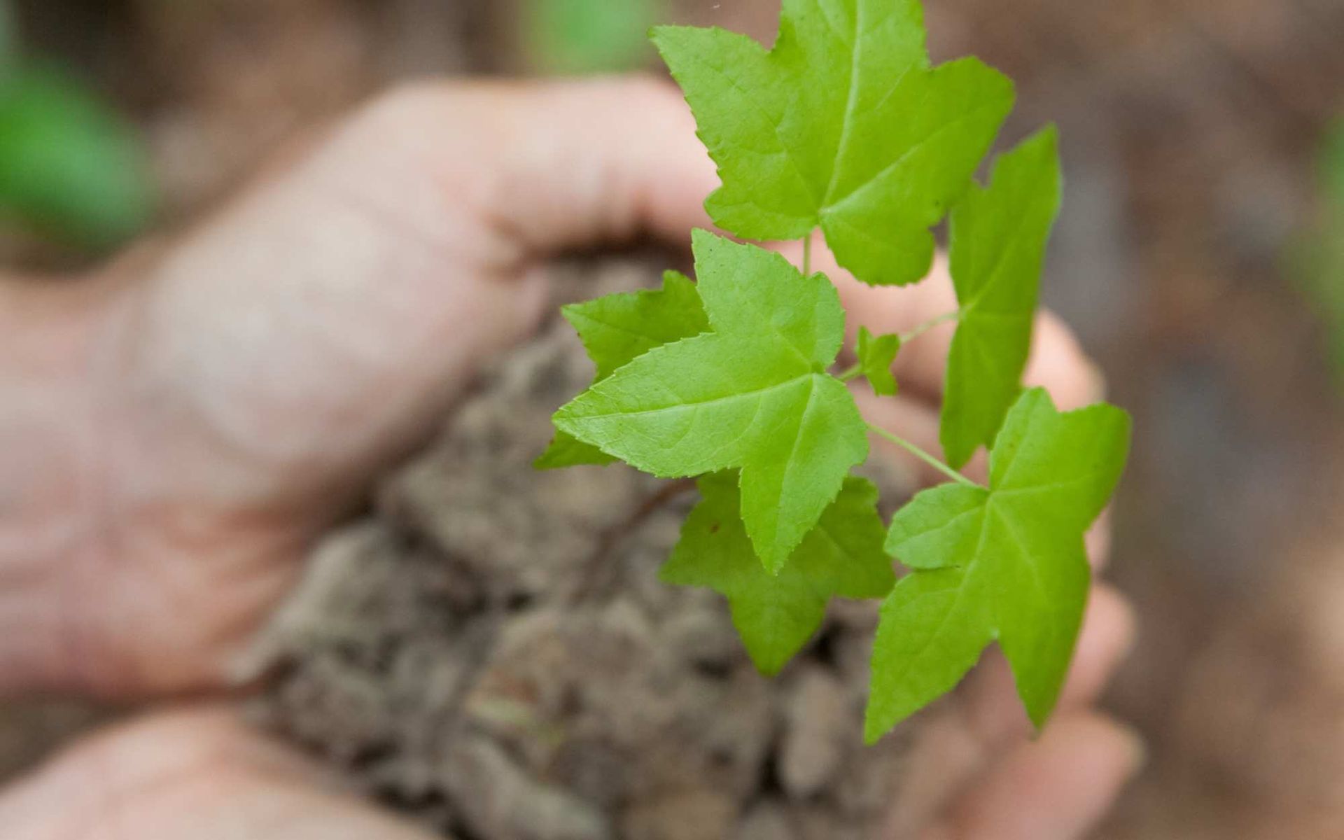 a maple tree cutting to be planted