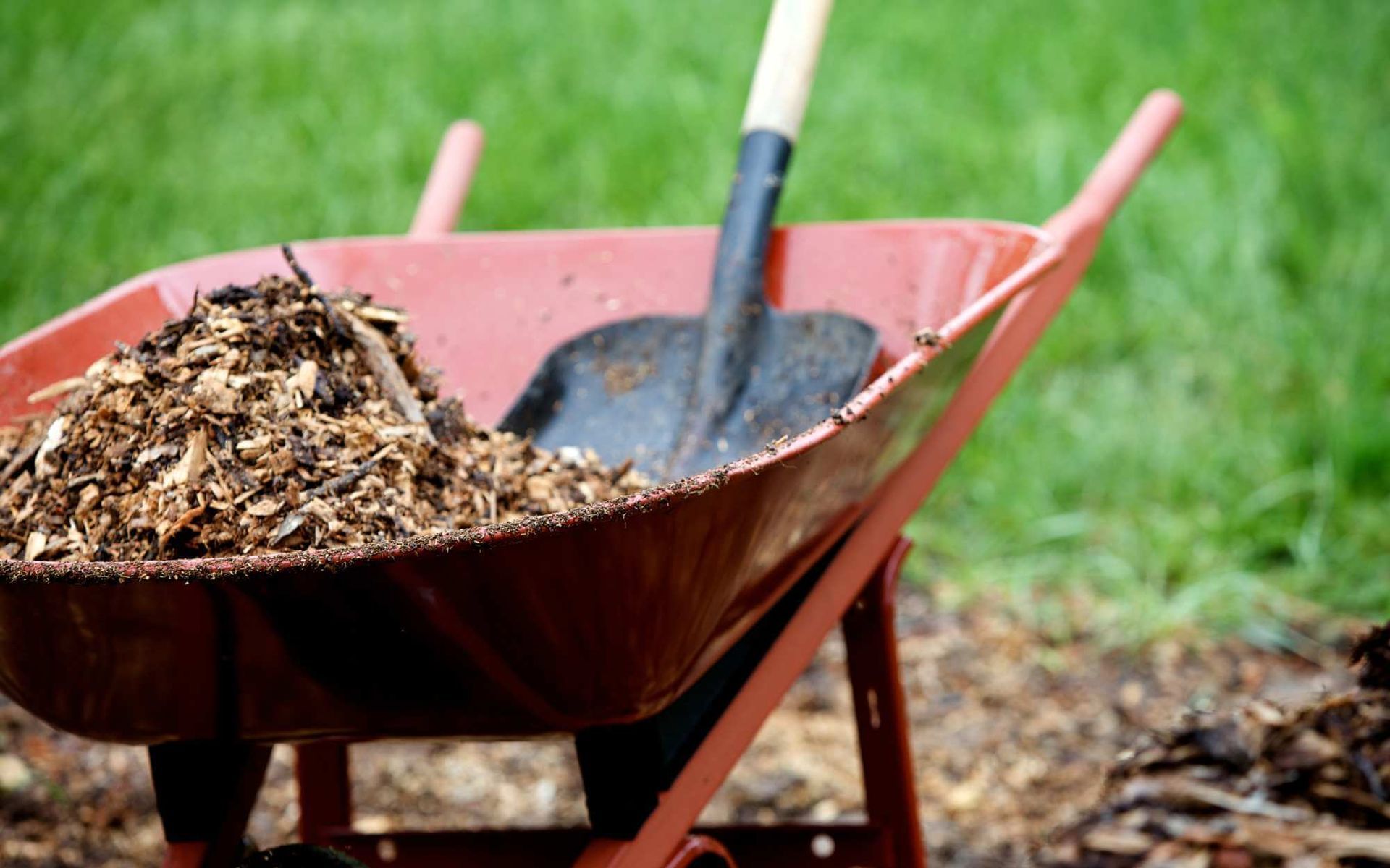 Mulching 101: The Ultimate Guide to Mulching Around Trees