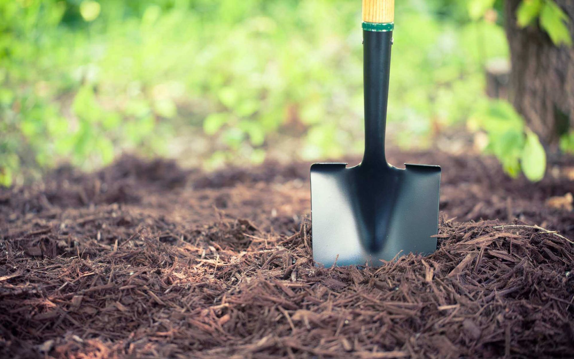 mulches spread around a huge tree with a shovel in it