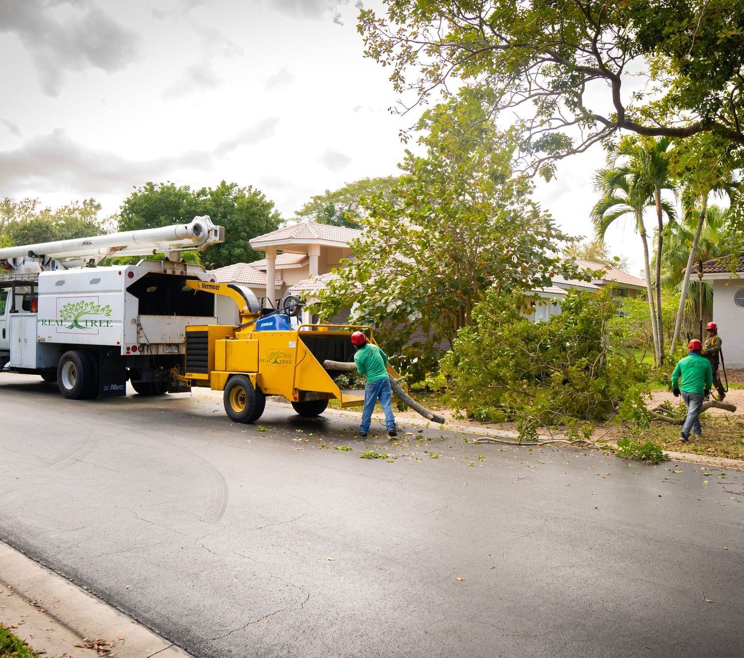 tree removal taking place in Palm Beach, FL. Tree service workers throwing limbs into mulcher as they are removed from the tree