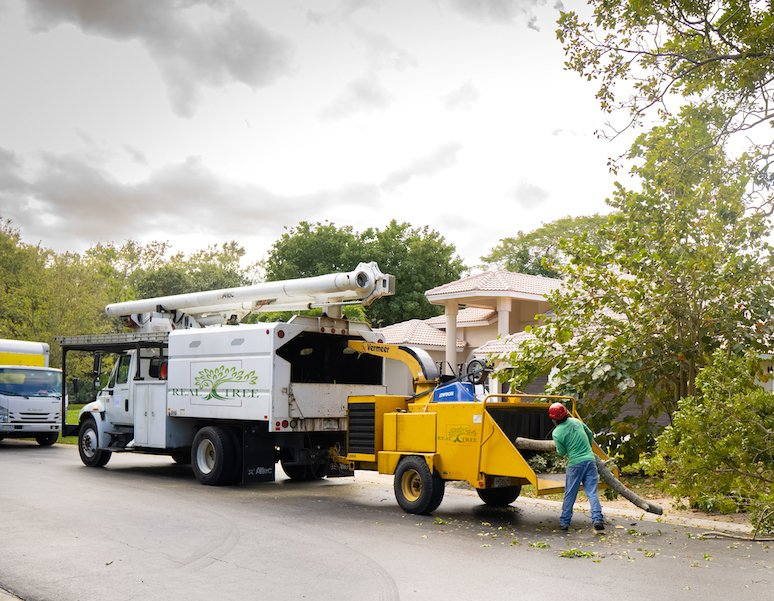 Commercial tree service company providing tree trimming in Fort Lauderdale. Real Tree Trimming & Landscaping, Inc.