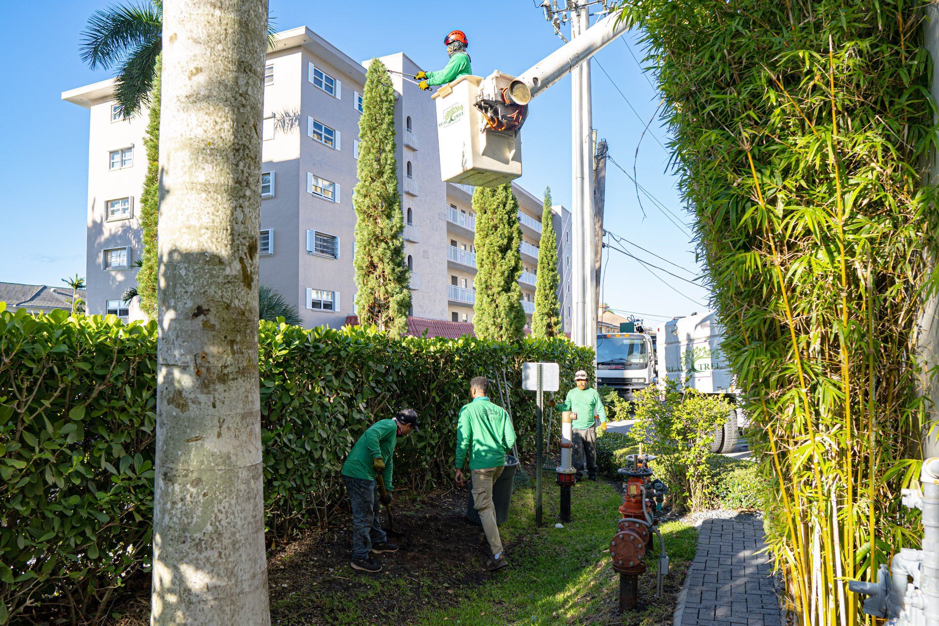 tree care company trimming hedges at an apartment complex in Broward County