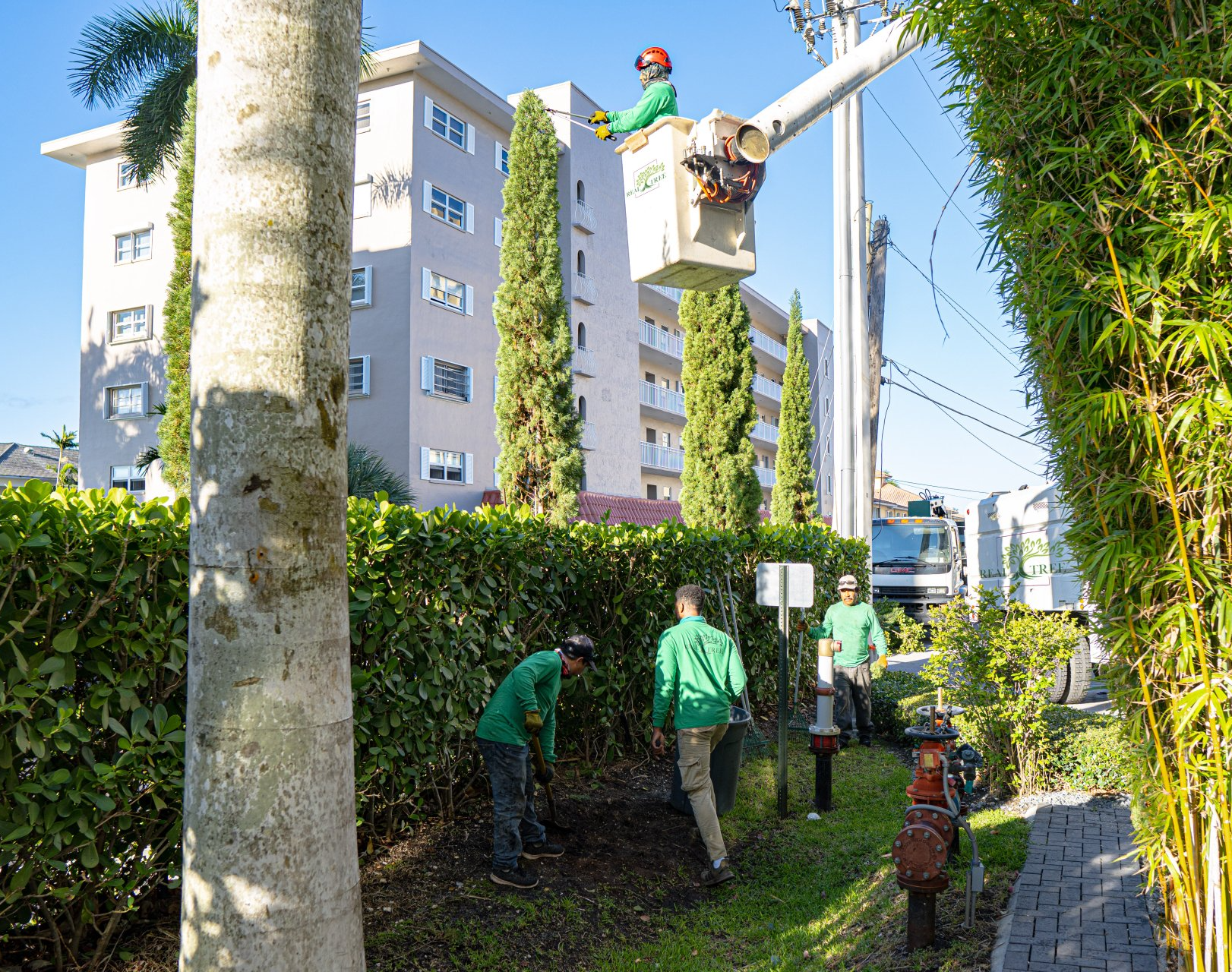 Commercial Landscape maintenance professionals doing tree service at apartment building in Fort Lauderdale FL