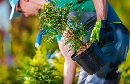 tree service contractor in Pompano Beach planting a tree at a clients house