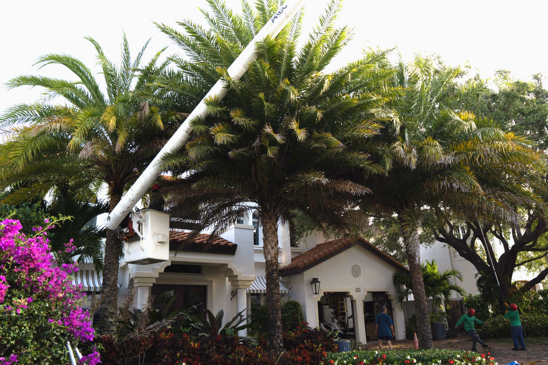 palm trees being trimmed with a bucket truck in pompano beach fl