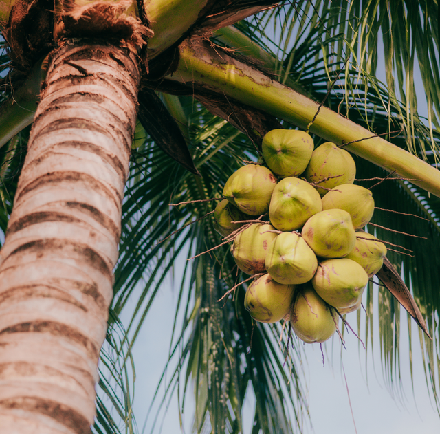 Fresh Coconuts for Sale in Fort Lauderdale and South FL