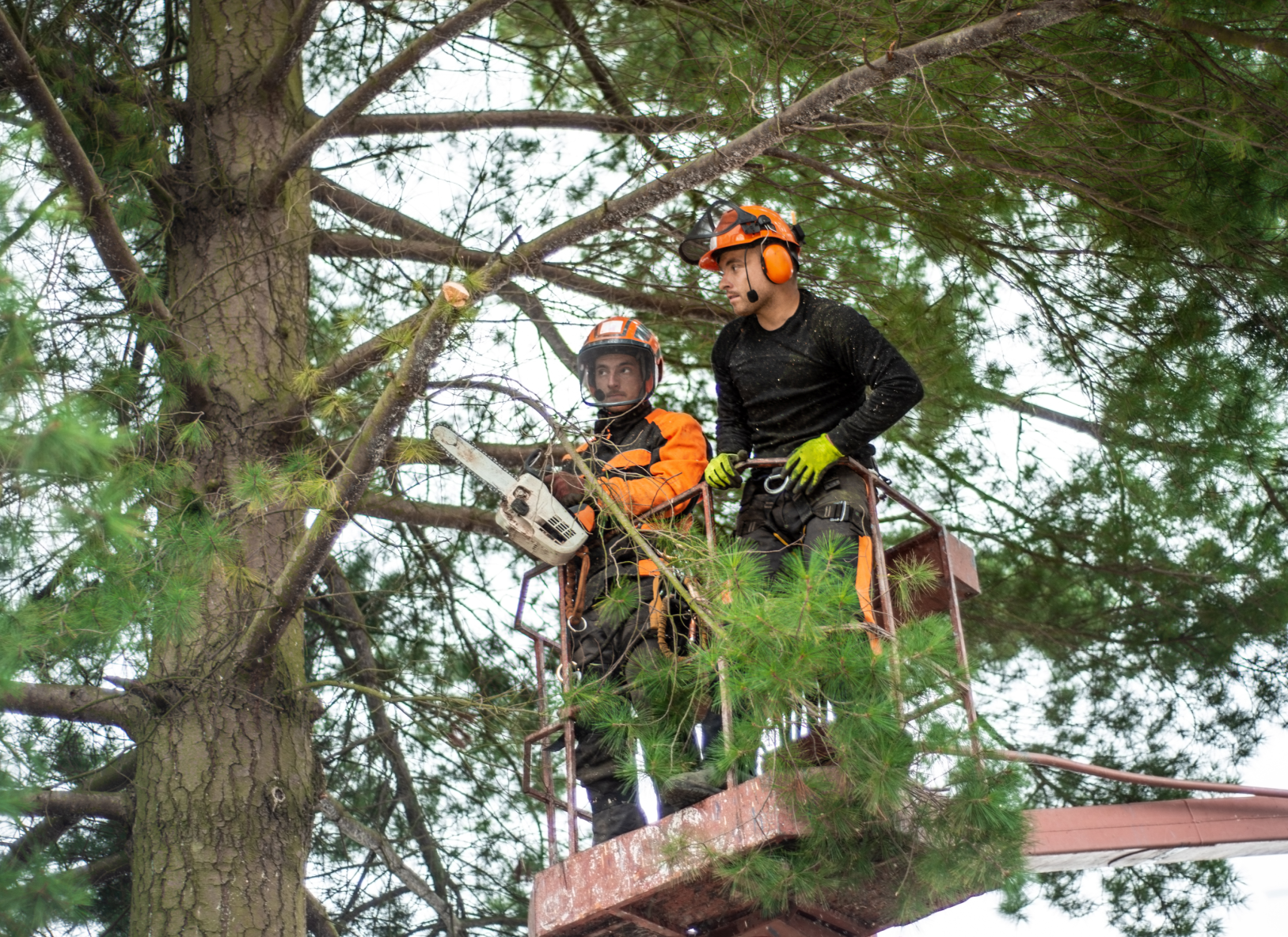 tree care pros in Naples FL trimming a pine tree in a bucket truck
