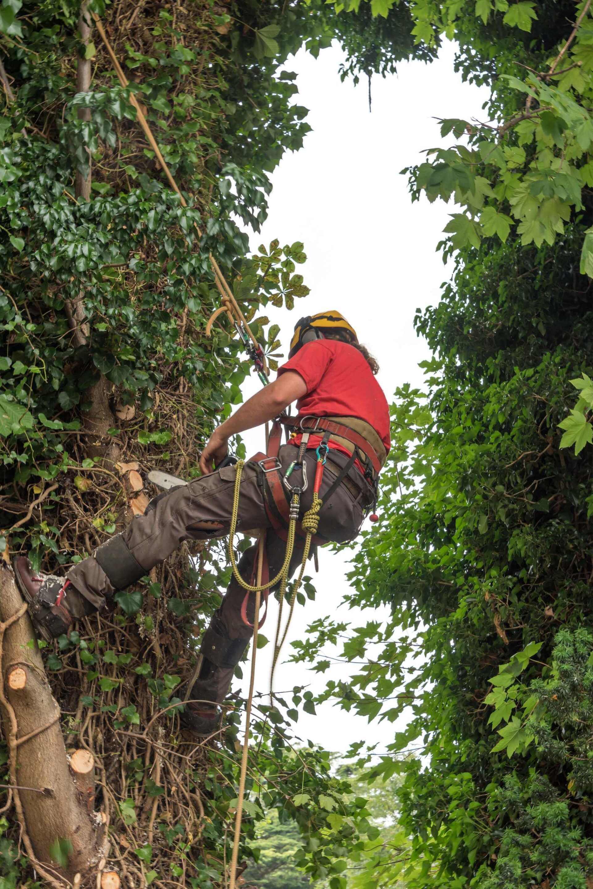 expert arborist climbing a tree with the aid of a harness