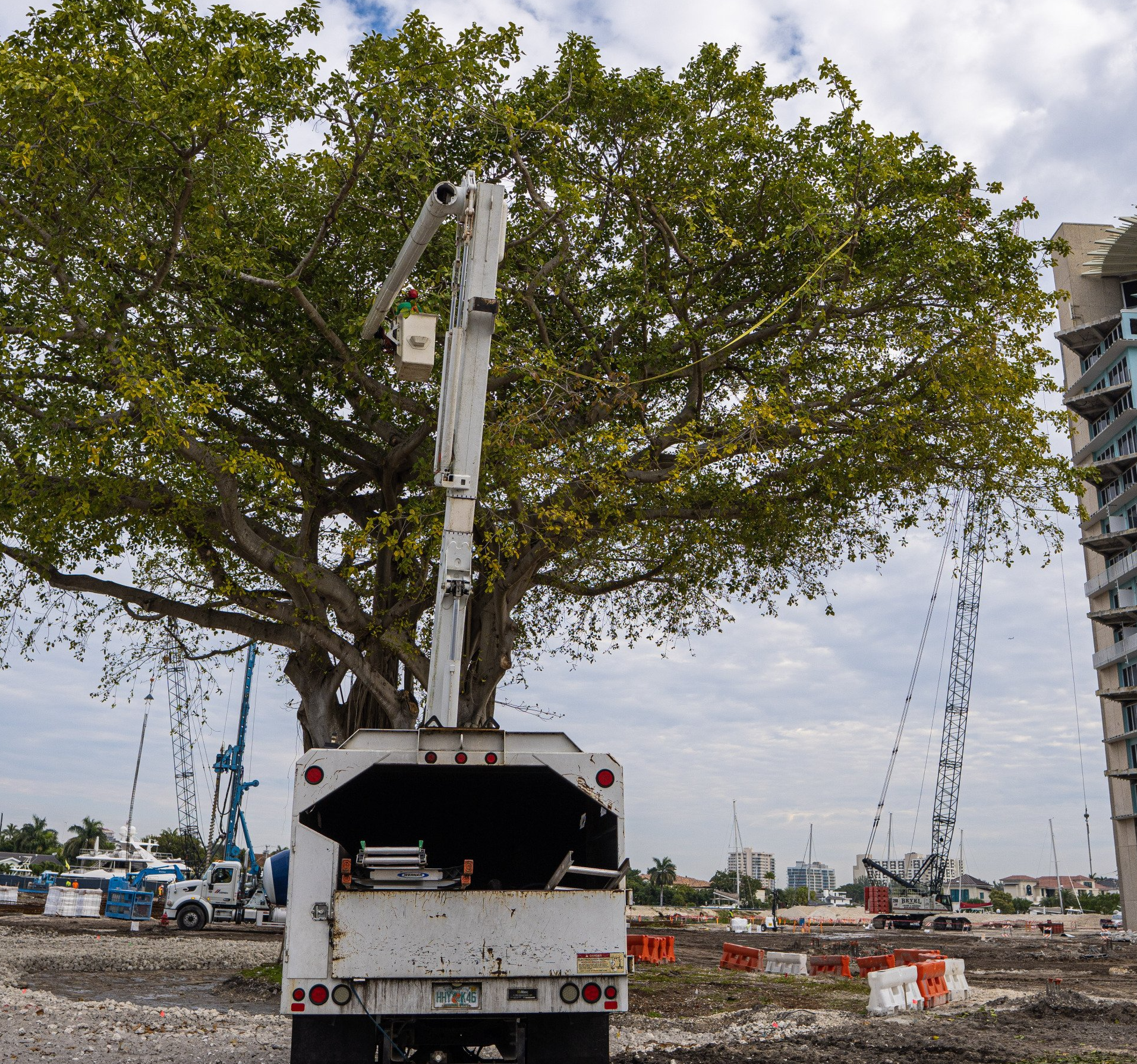 Fort Lauderdale tree trimmed with bucket truck by Real Tree