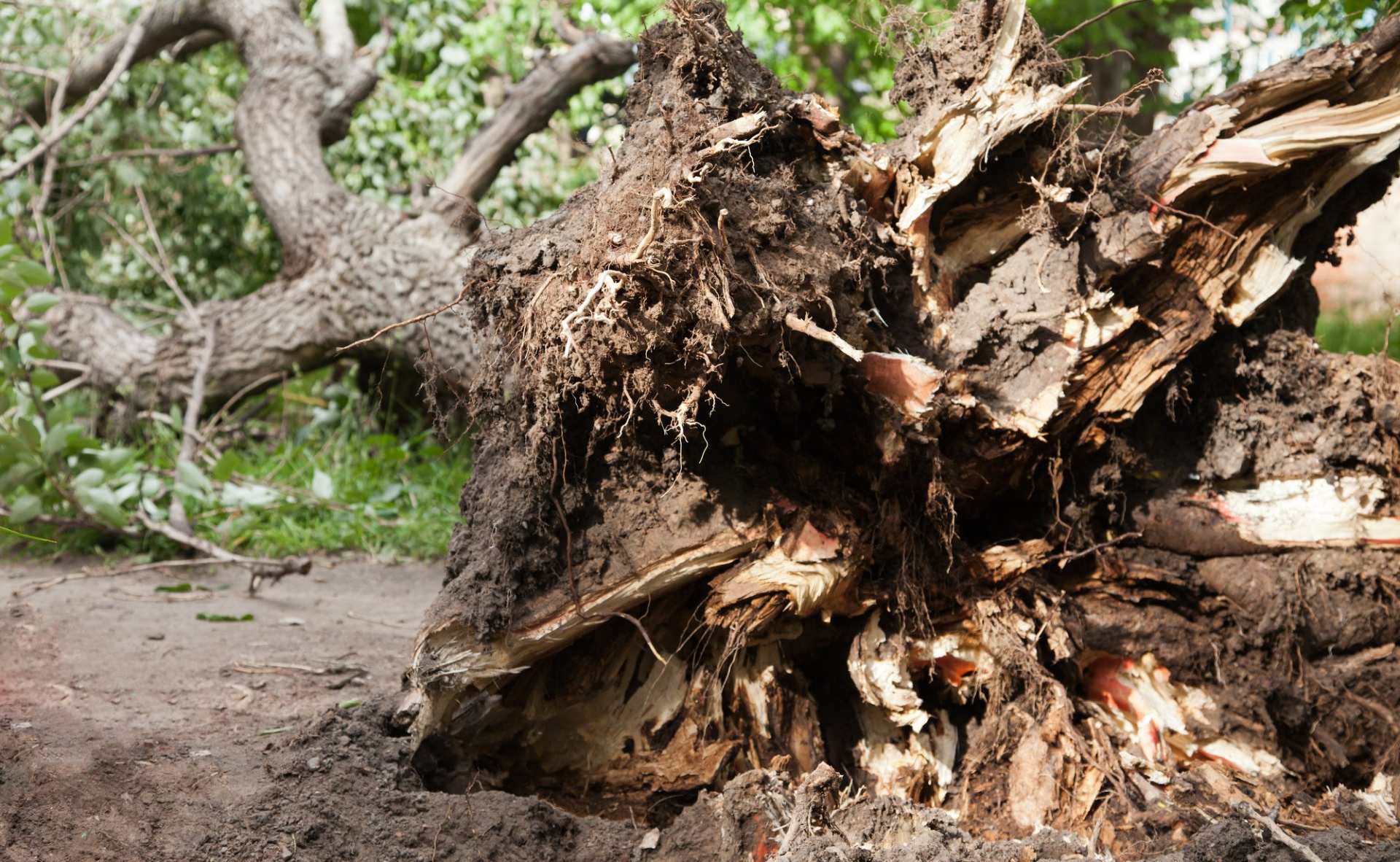 What To Do If a Storm Damages Your Tree