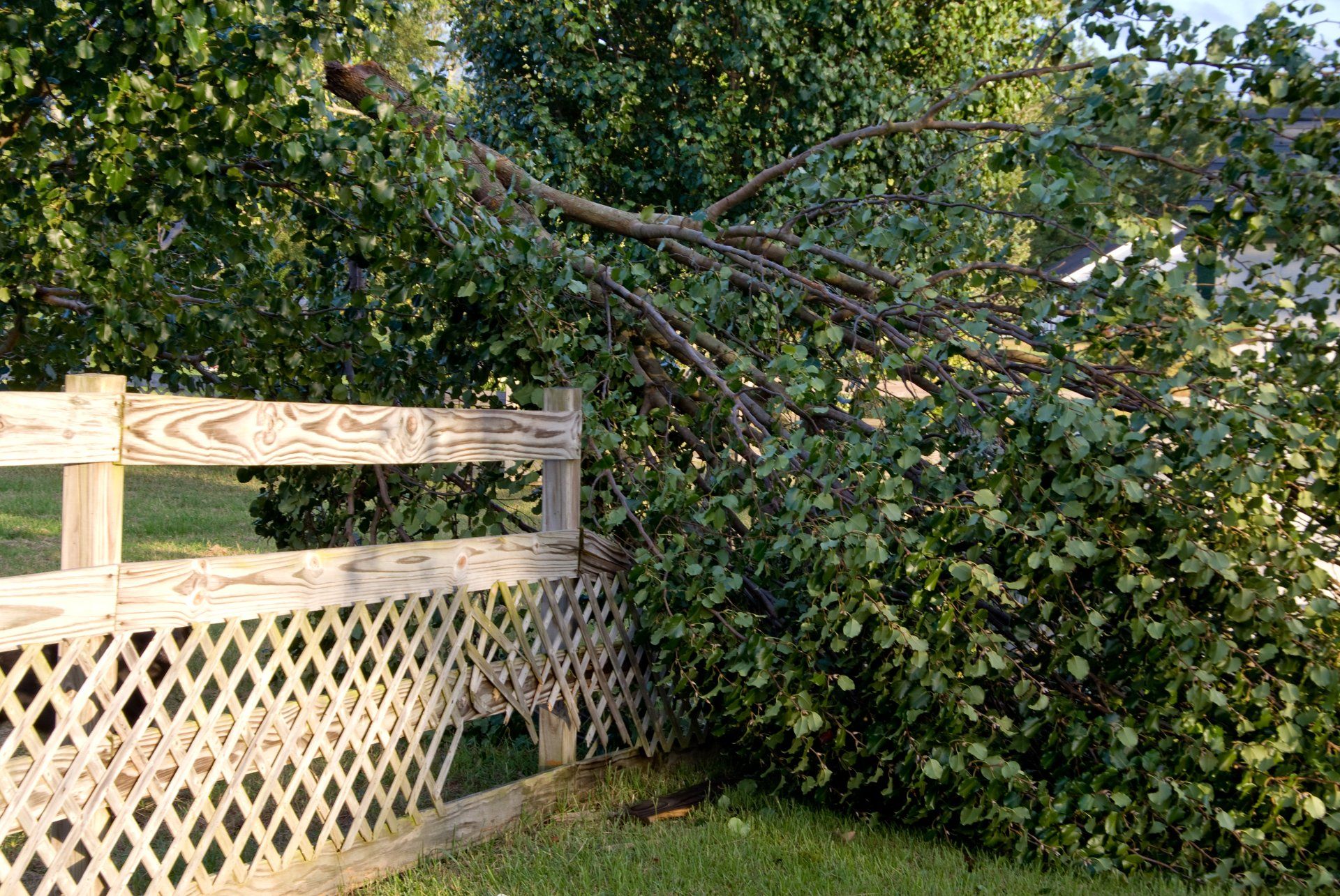 tree fallen over fence into neighbors property in Florida