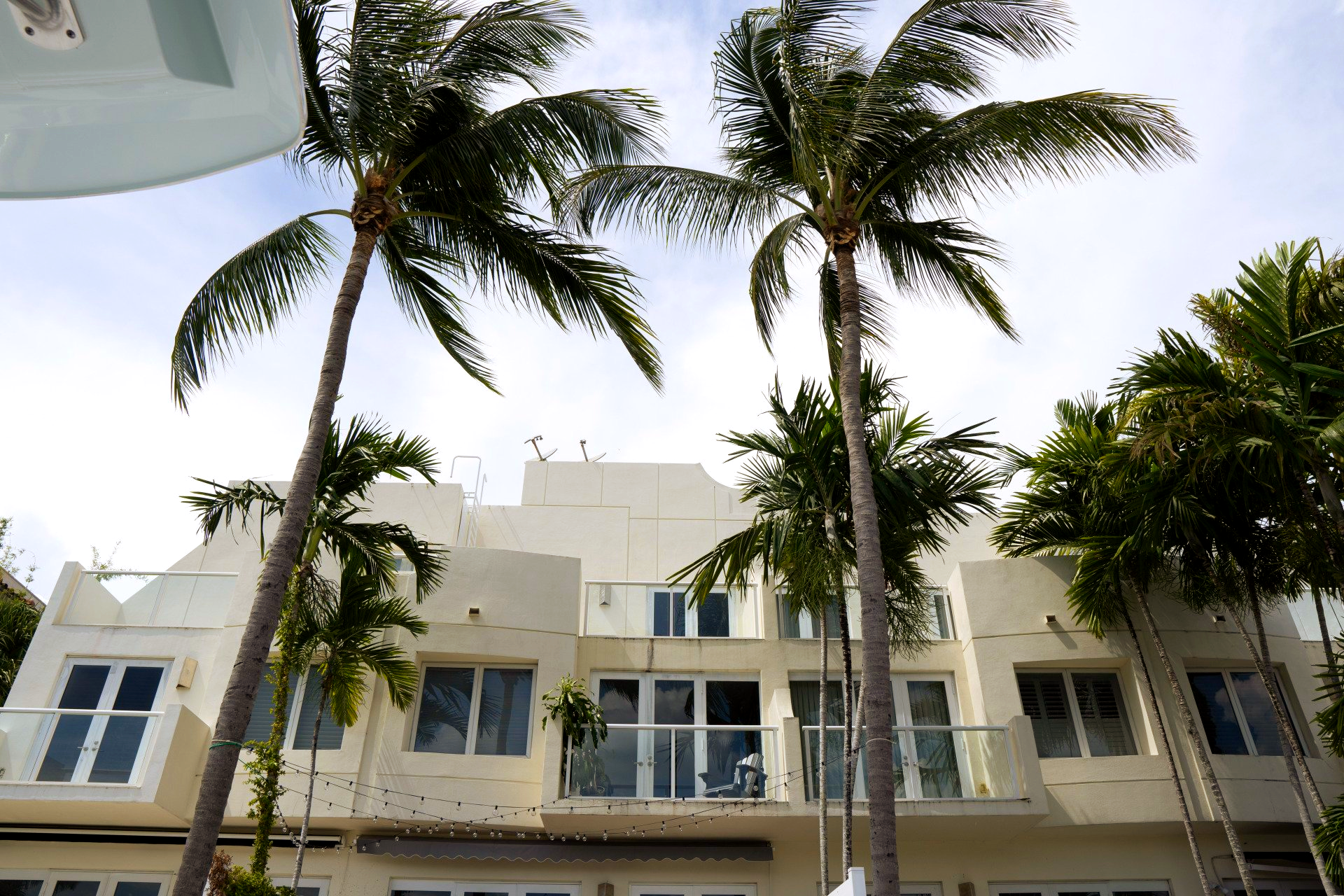 palm trees with coconuts removed and fronds removed in broward county fl