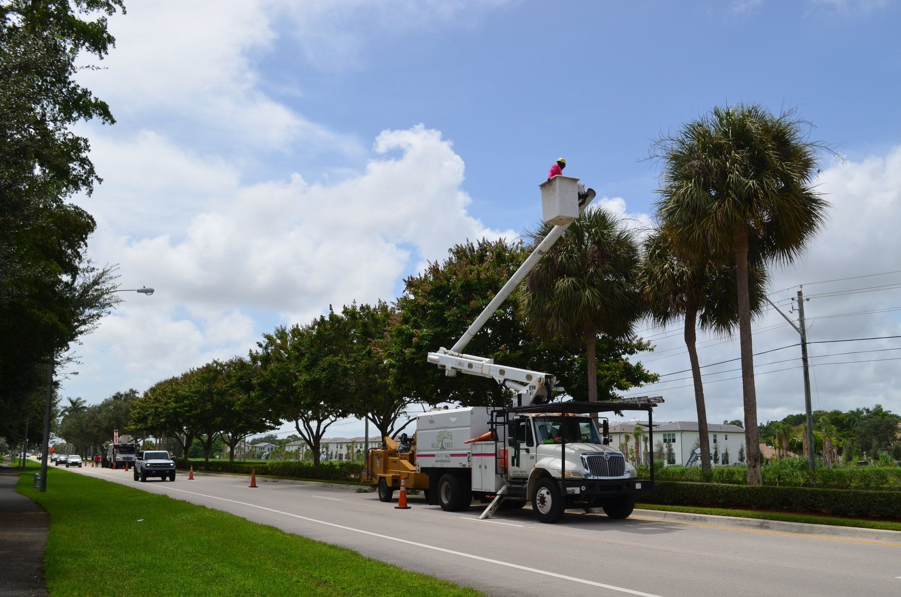 The Real Tree Team diverting traffic while pruning live oak trees on a roadway in Boca Raton for the Boca Raton City