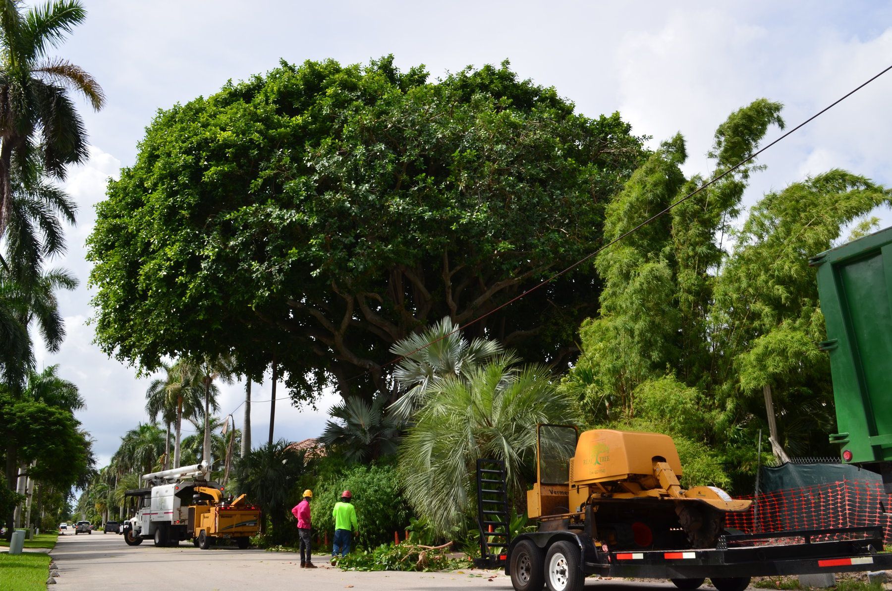 specialized machine used to grind the tree stump into pieces