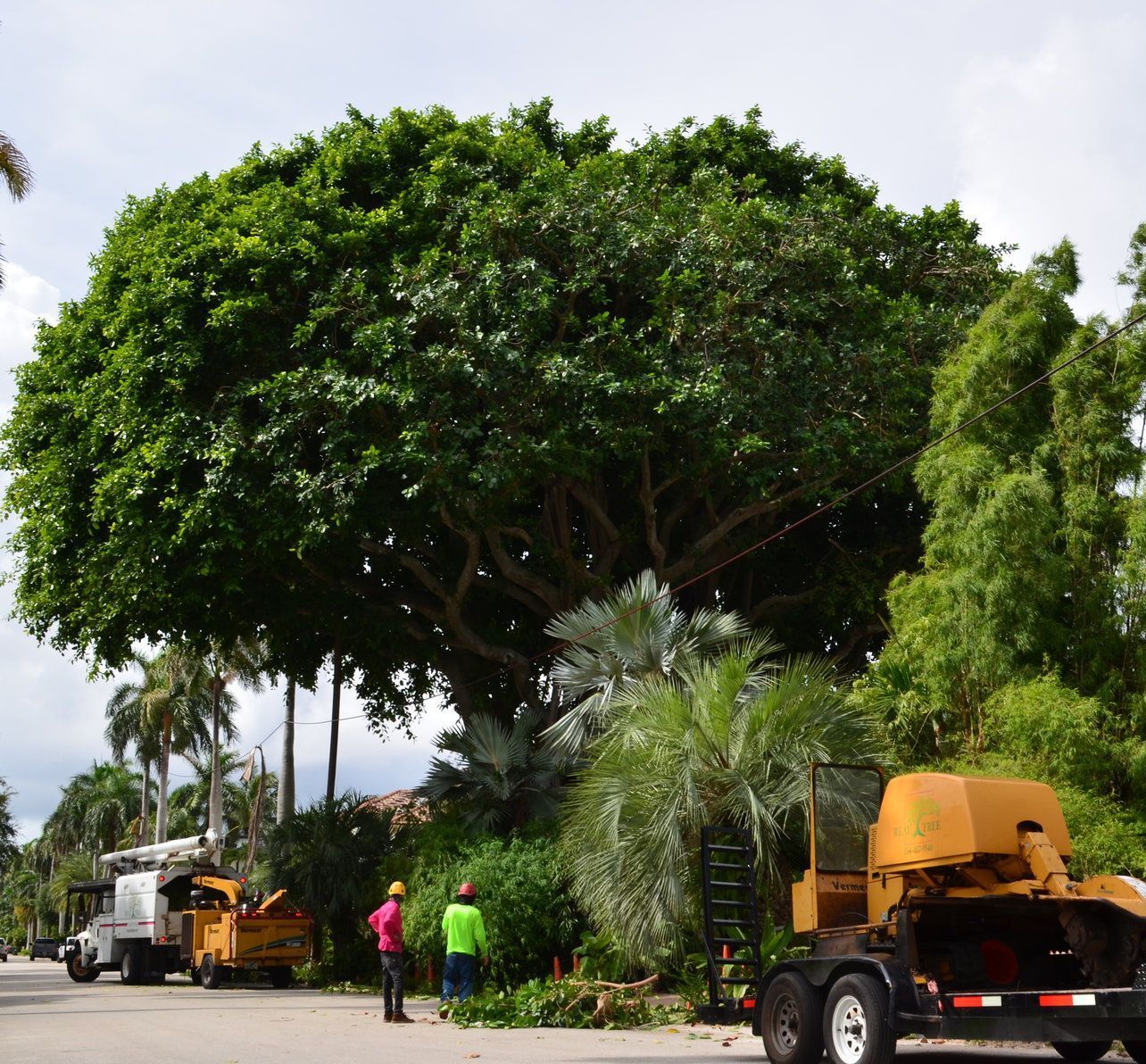 tree just had its crown reduced in Fort Lauderdale FL