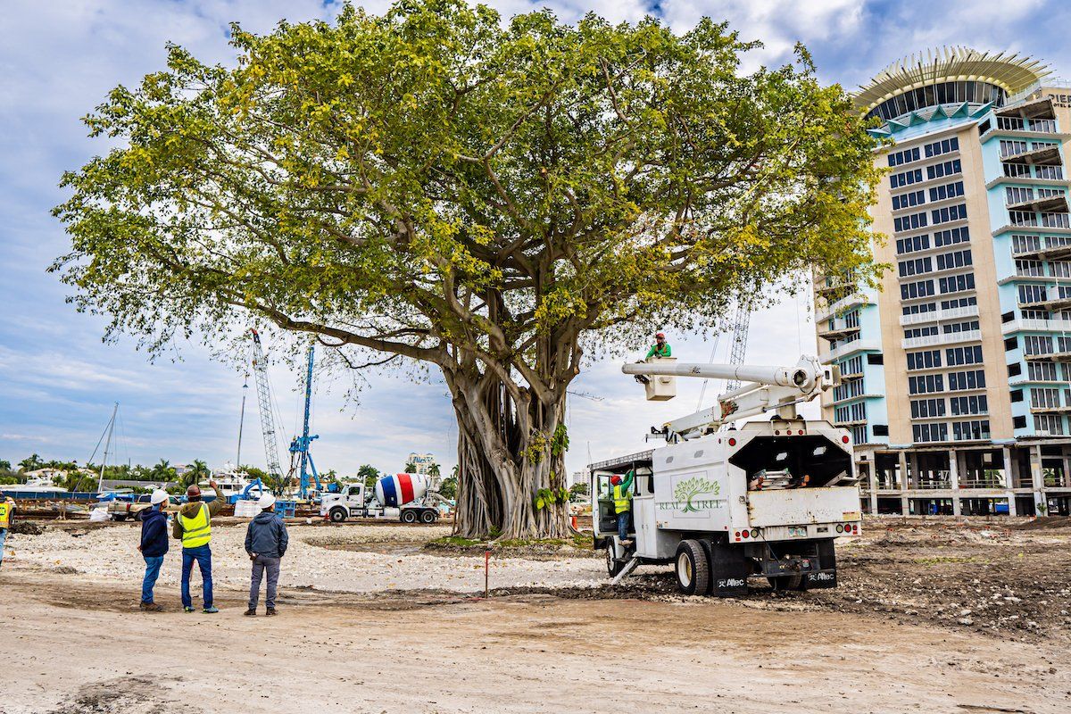 ISA Arborists inspecting a banyan tree at Pier 66 in Fort Lauderdale. Consulting arborist for construction