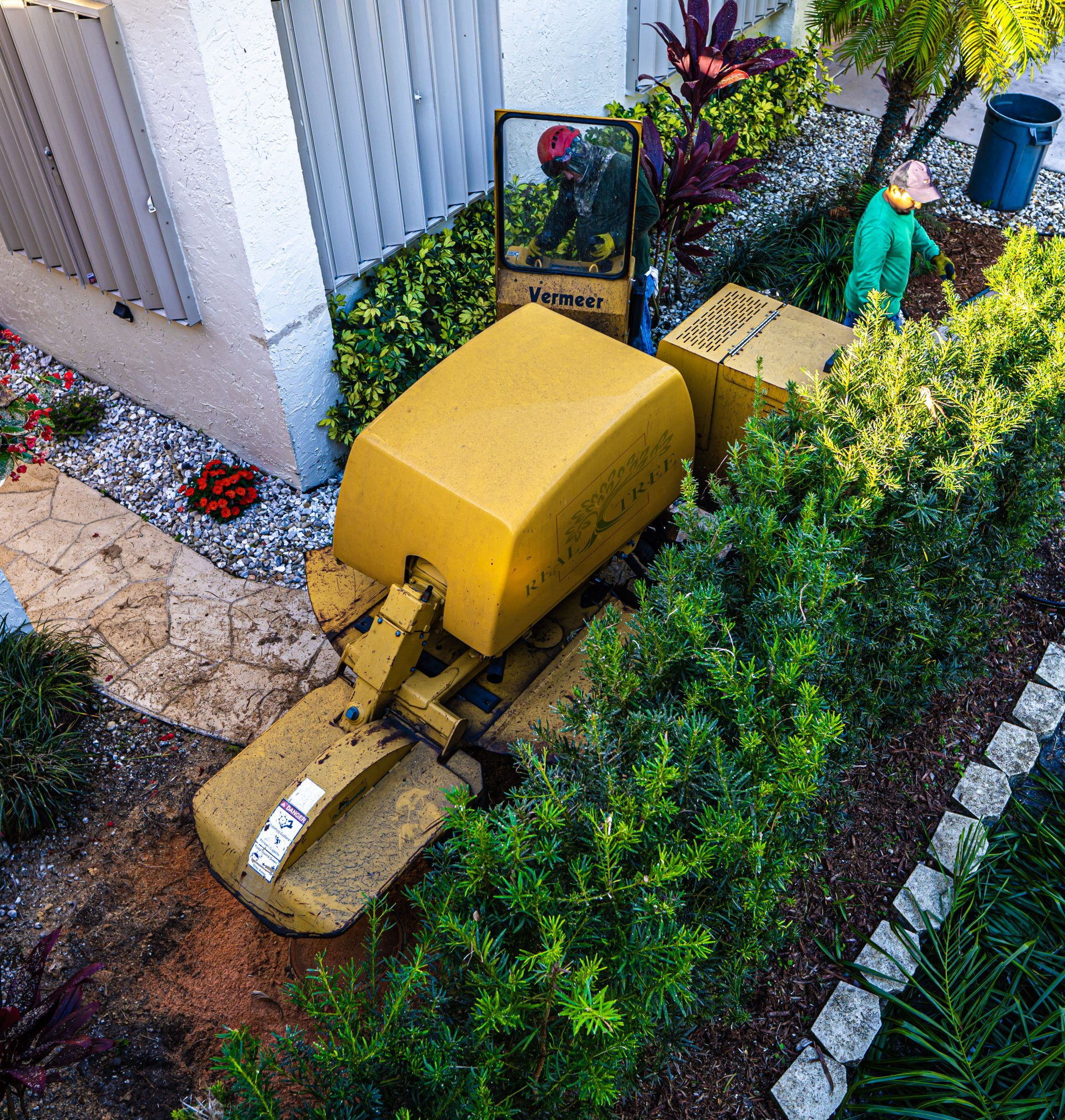 tree service pro using a stump grinding machine to grind a tree stump in Naples FL