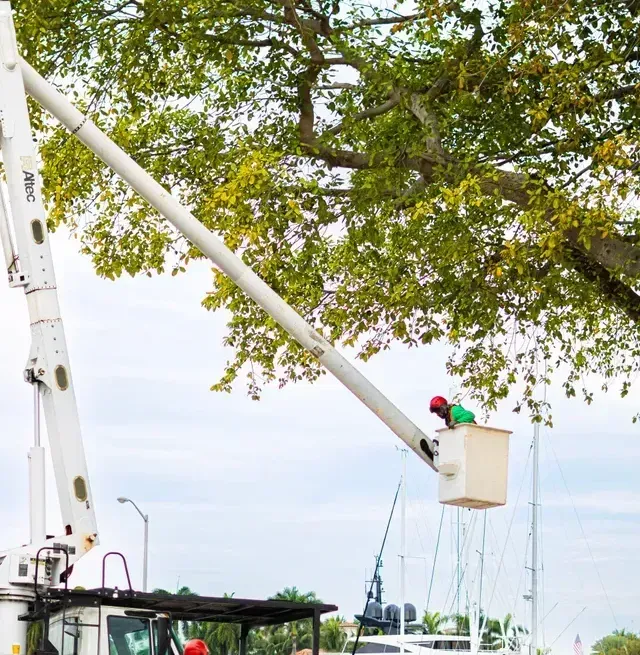 Structural pruning taking place in Palm Beach FL