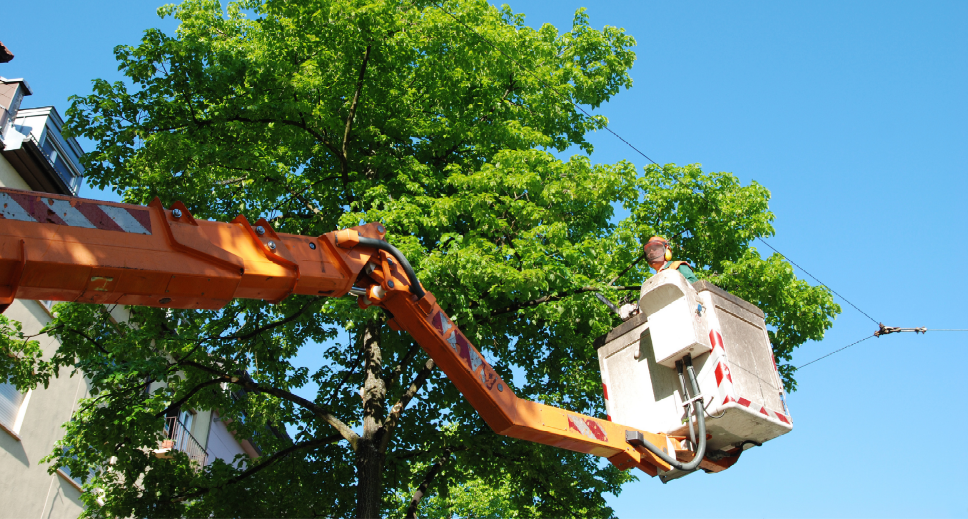 professional tree trimmer in a bucket for safety