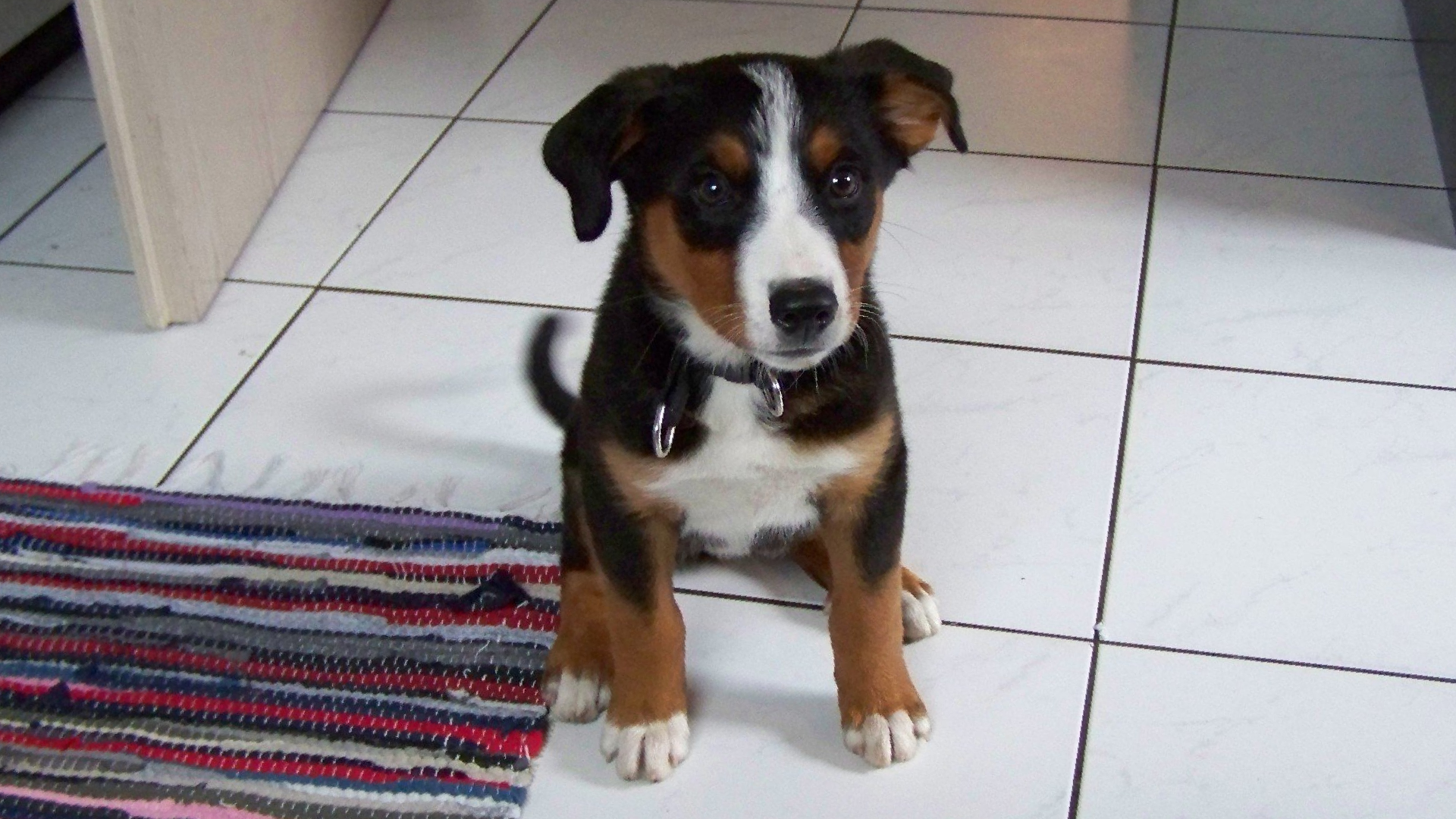 Ein kleiner braun-weißer Hund sitzt auf einem gefliesten Boden