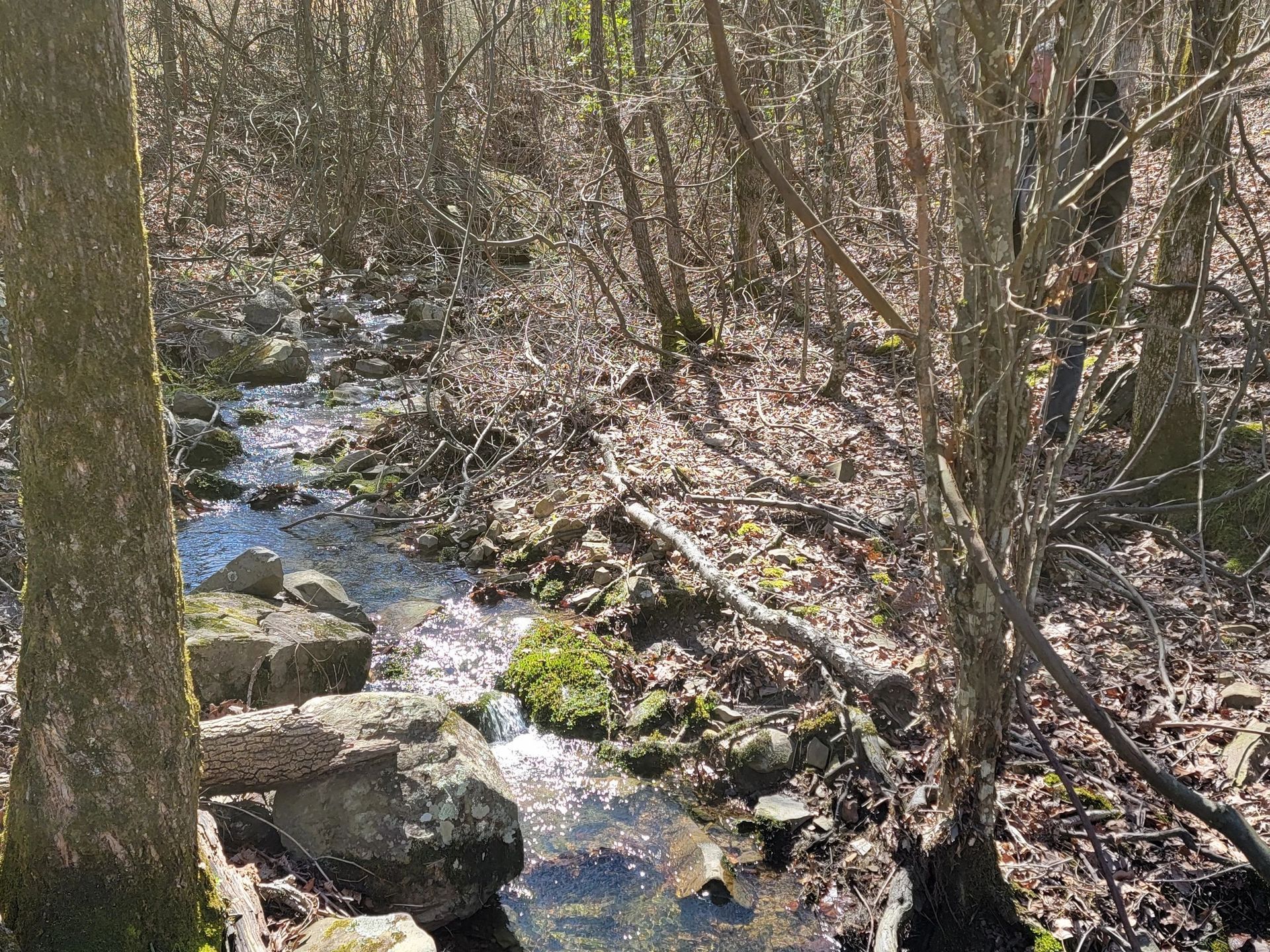 A small stream in the middle of a forest surrounded by trees and rocks.