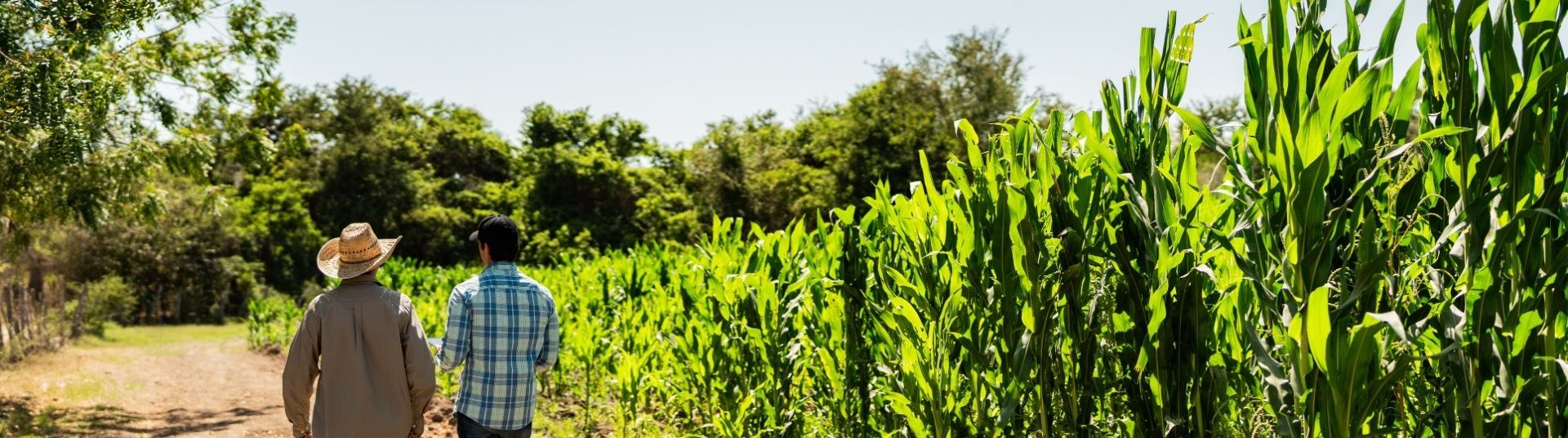 Entenda o que é assessoria agrícola e como o serviço é útil para produtores rurais
