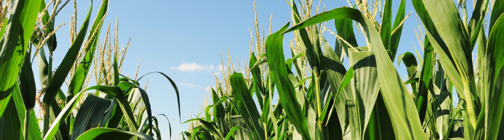 O que é polinização e seu papel na agricultura