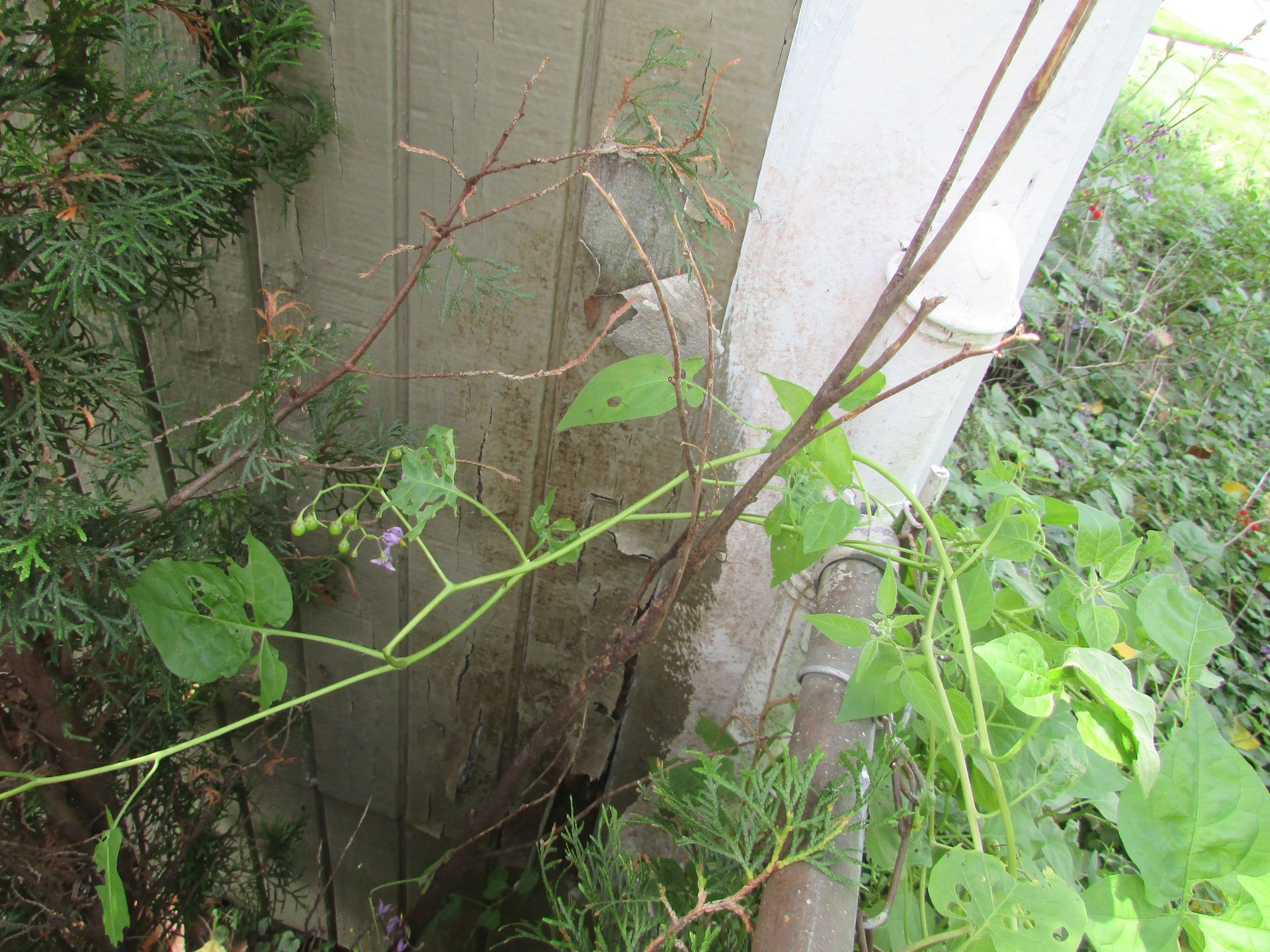 A plant is growing on the side of a building.